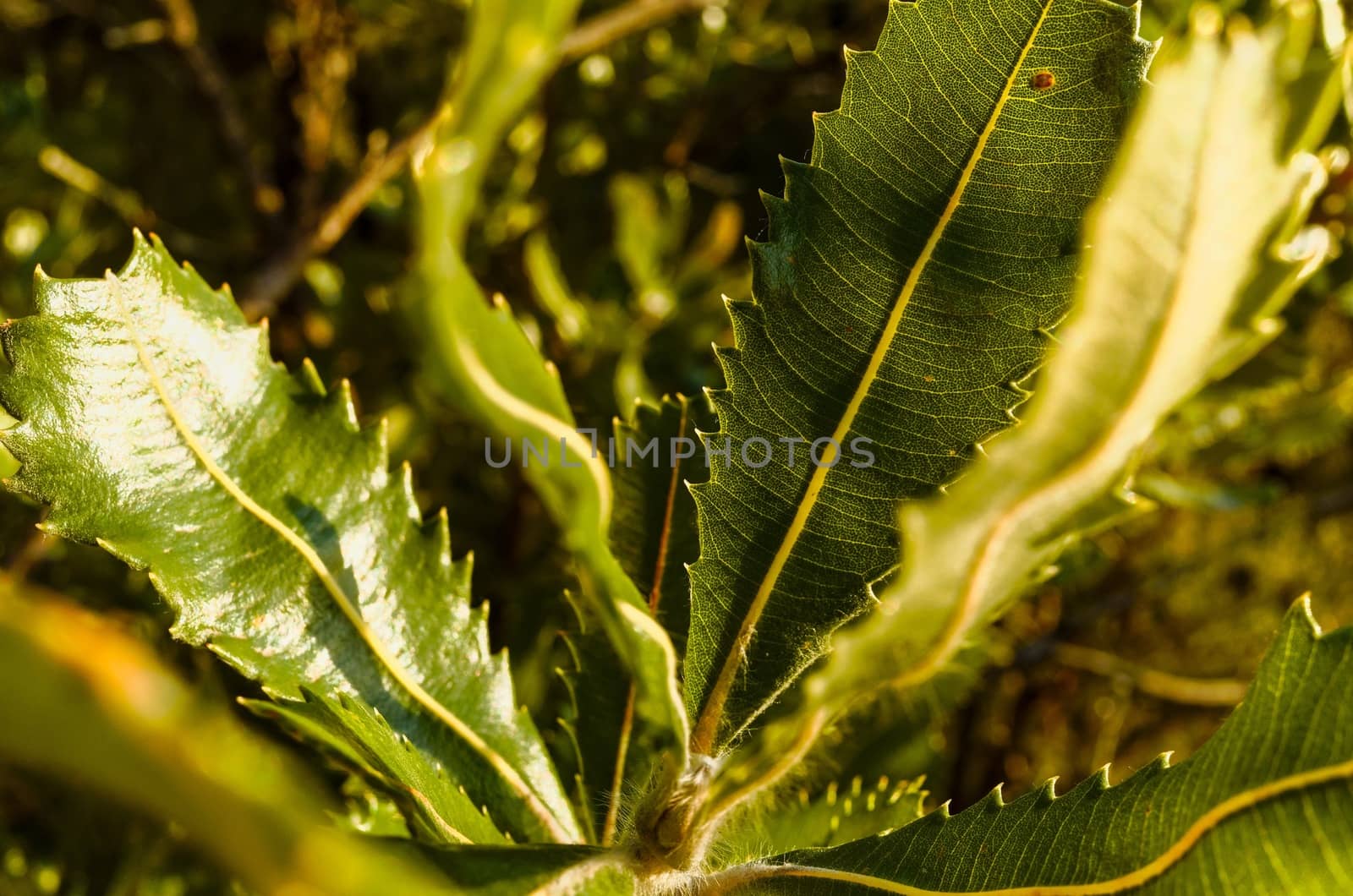 Flowers and leaves of the Old Man Banksia tree