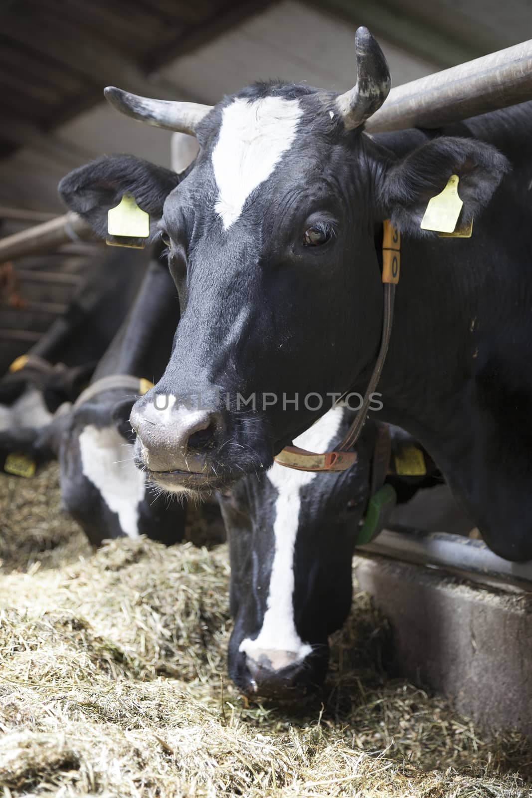 black and white cow with horns in stable looks