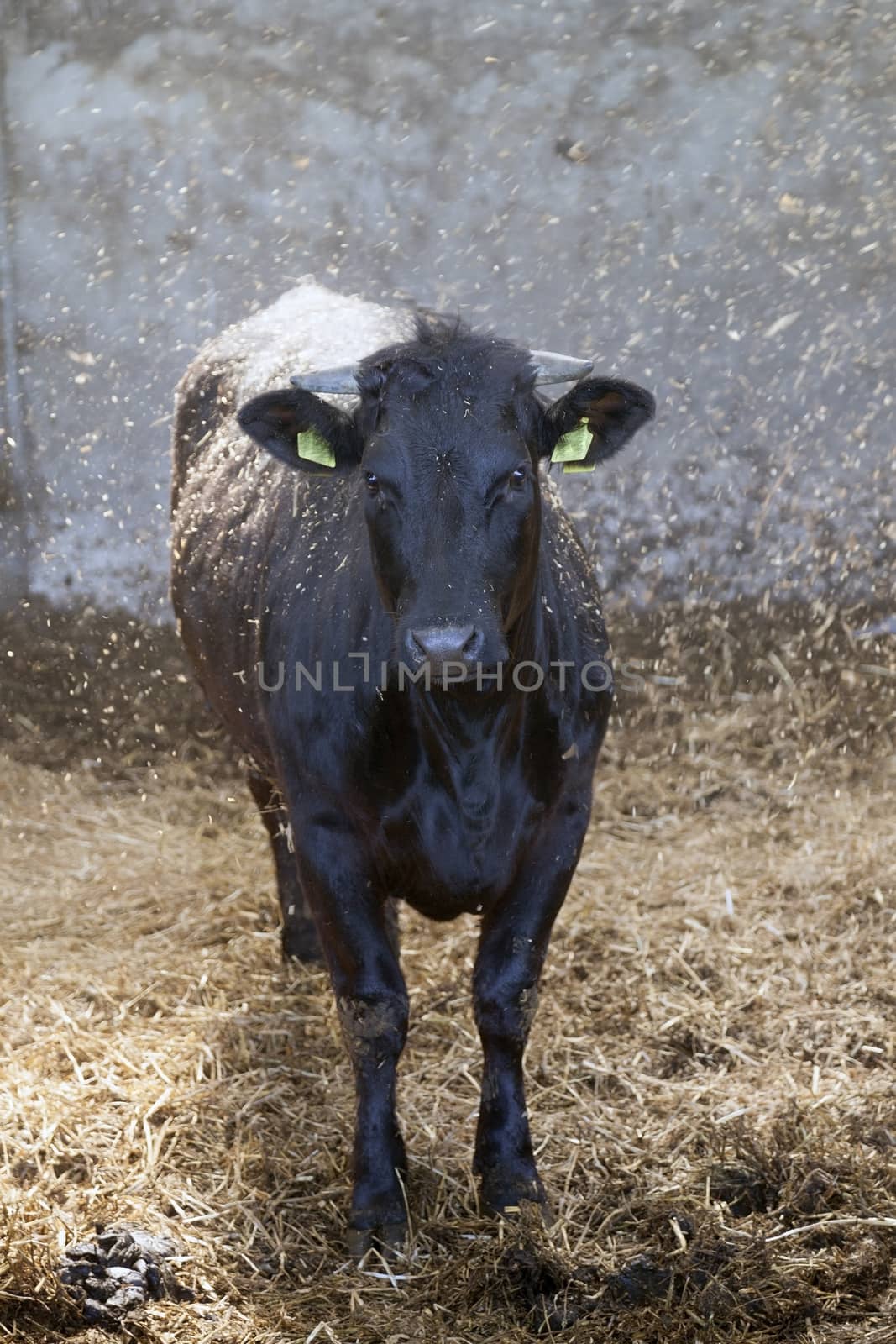 young black cow in stable with fresh straw falling
