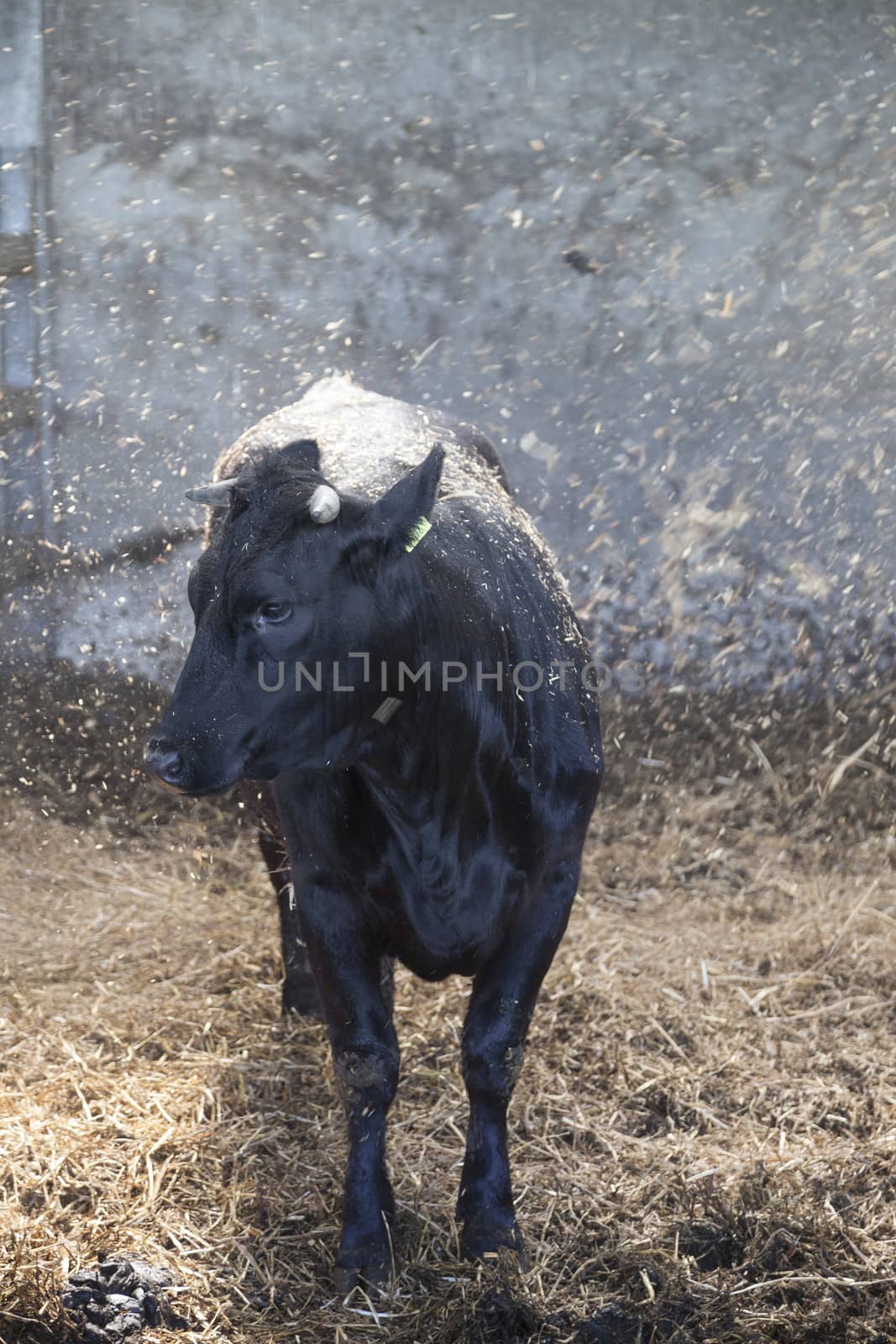 young black cow in stable with fresh straw falling from above
