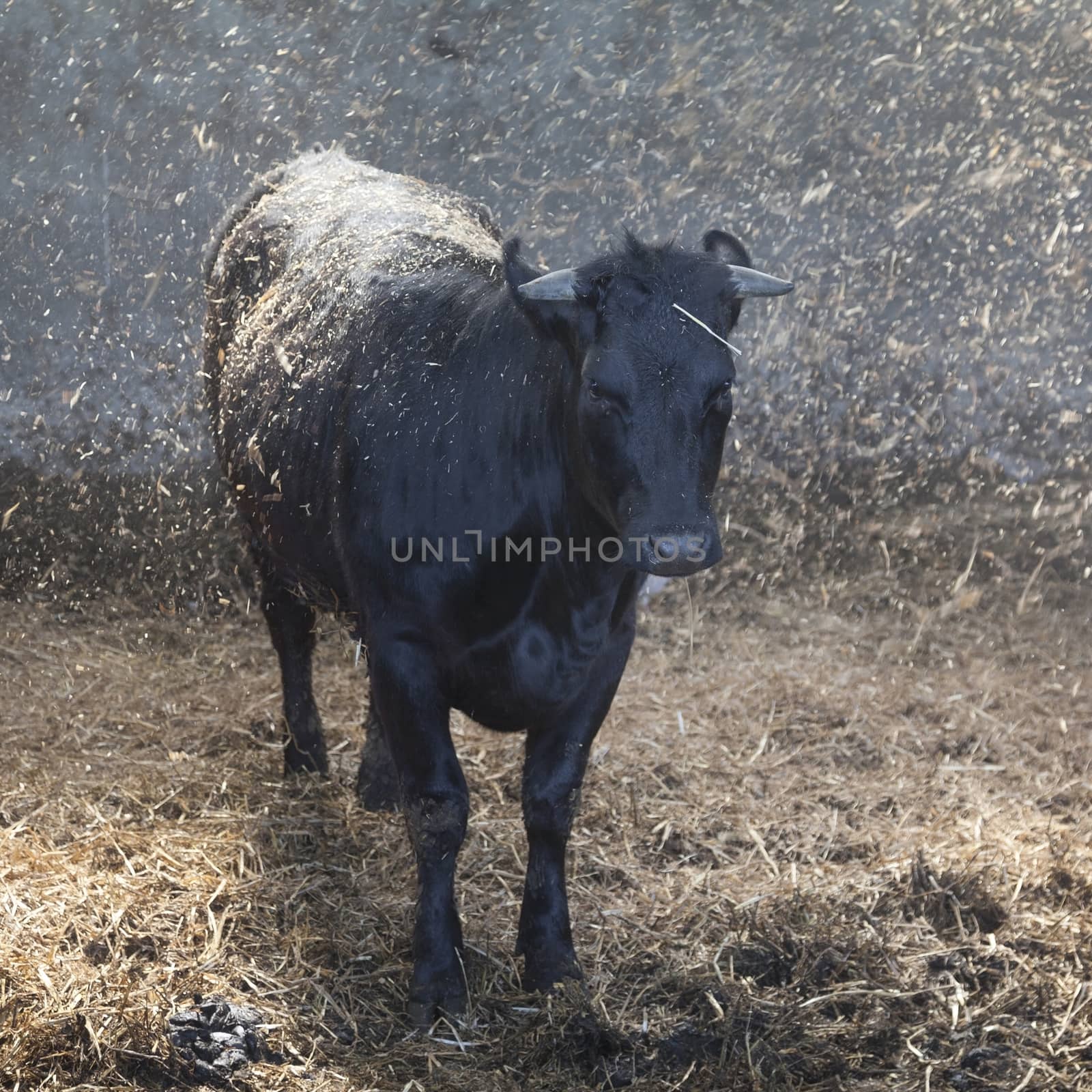 young black cow in stable with fresh straw by ahavelaar