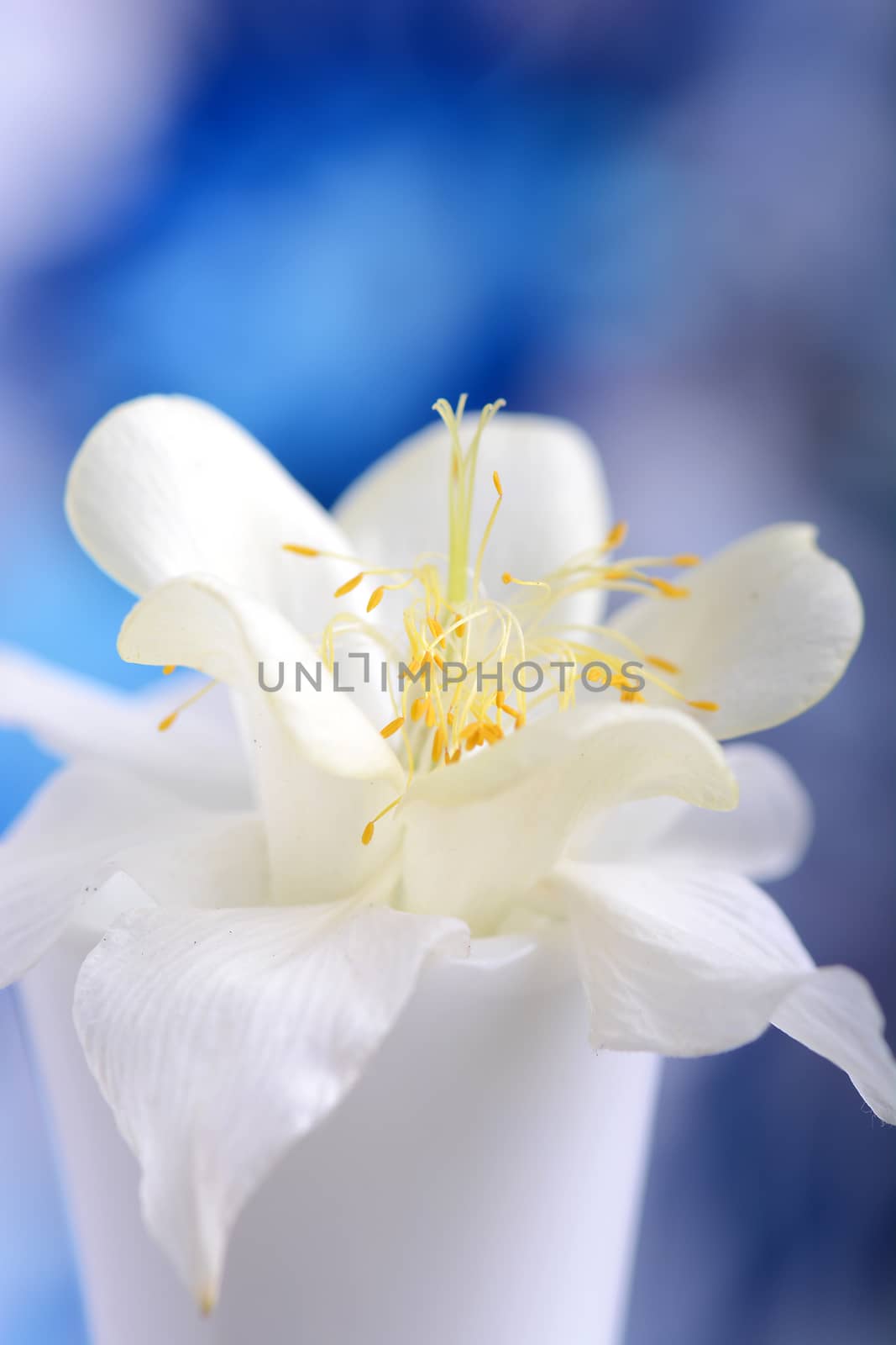 white lilac flowers closeup on blue background by fotoscool