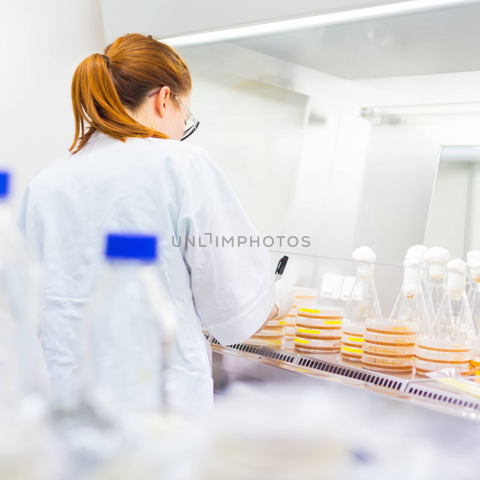 Female scientist researching in laboratory, pipetting cell culture medium samples on LB agar plates in laminar flow. Life science professional grafting bacteria in the petri dishes. 