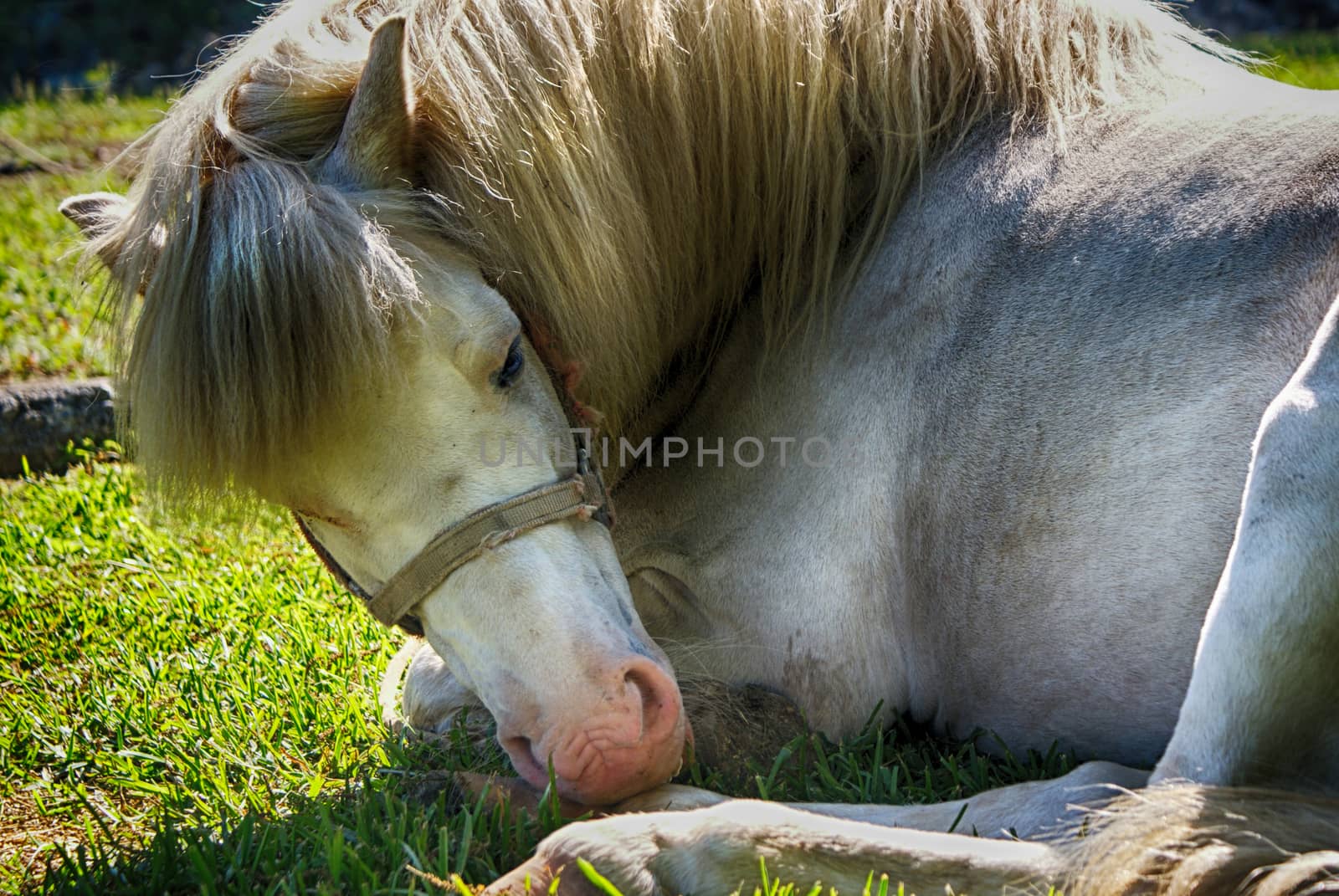 Photograph of a sleeping white horse on a natural background