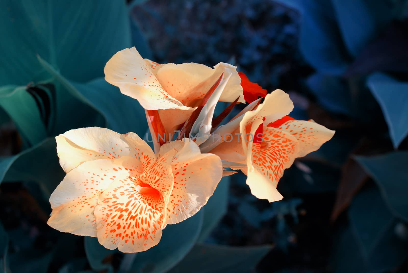 Photograph of some orange flowers and green leafs