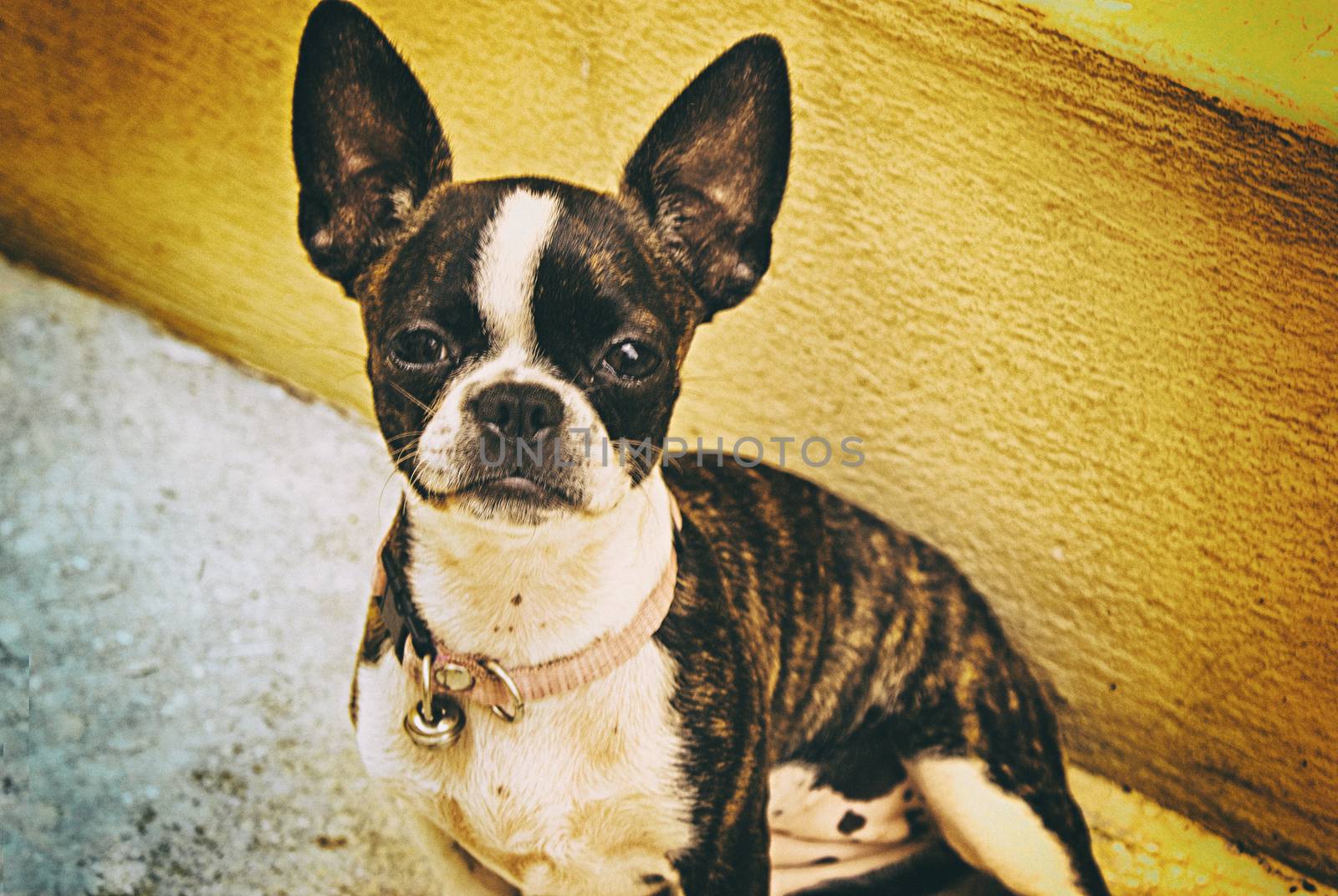 Photograph of a Boston terrier puppy dog on a concrete floor 
