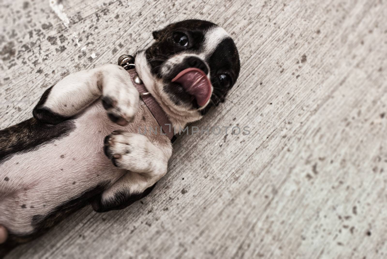 Photograph of a Boston terrier puppy dog on a concrete floor 
