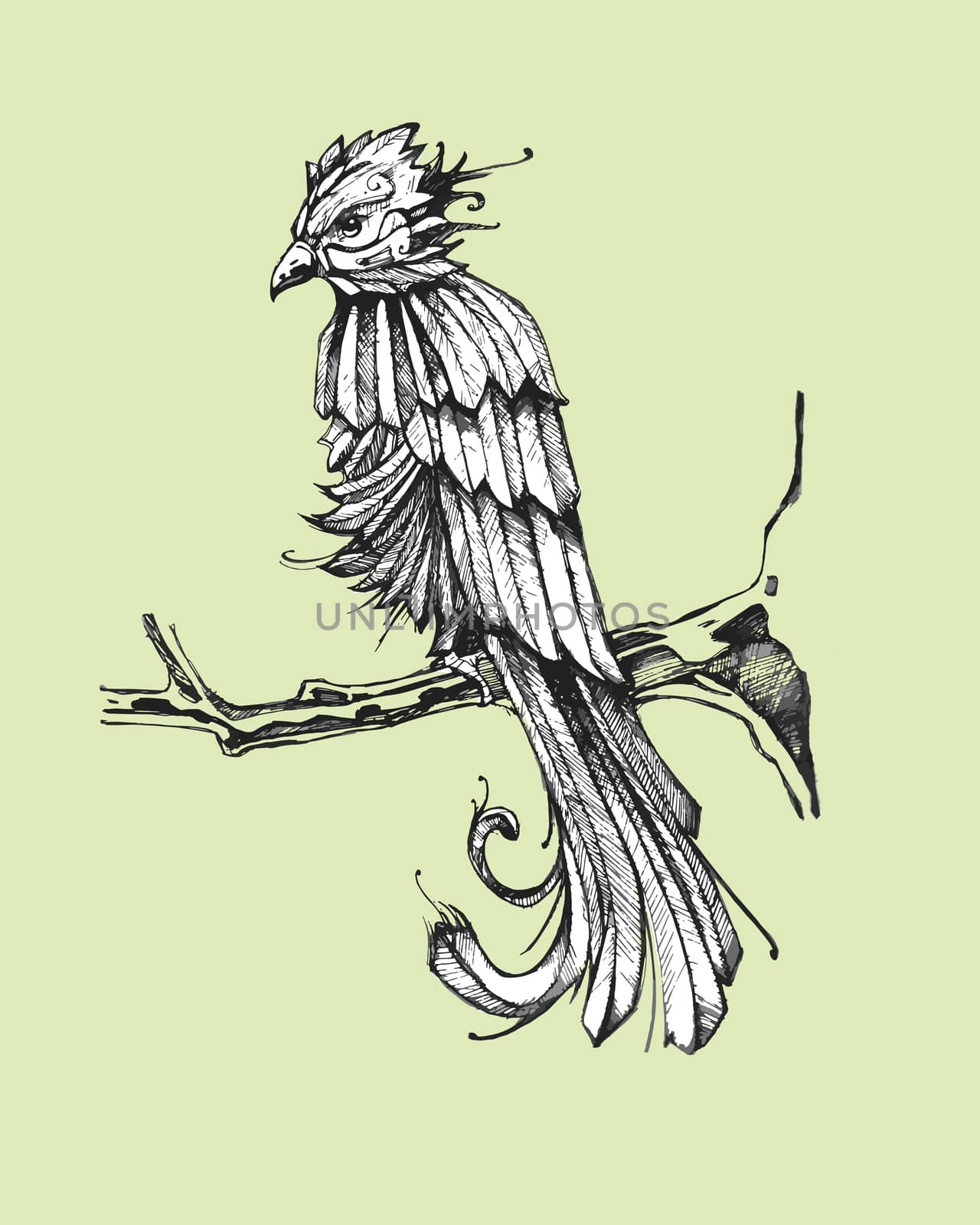 Hand drawn vector illustration or drawing of a mexican traditional quetzal bird
