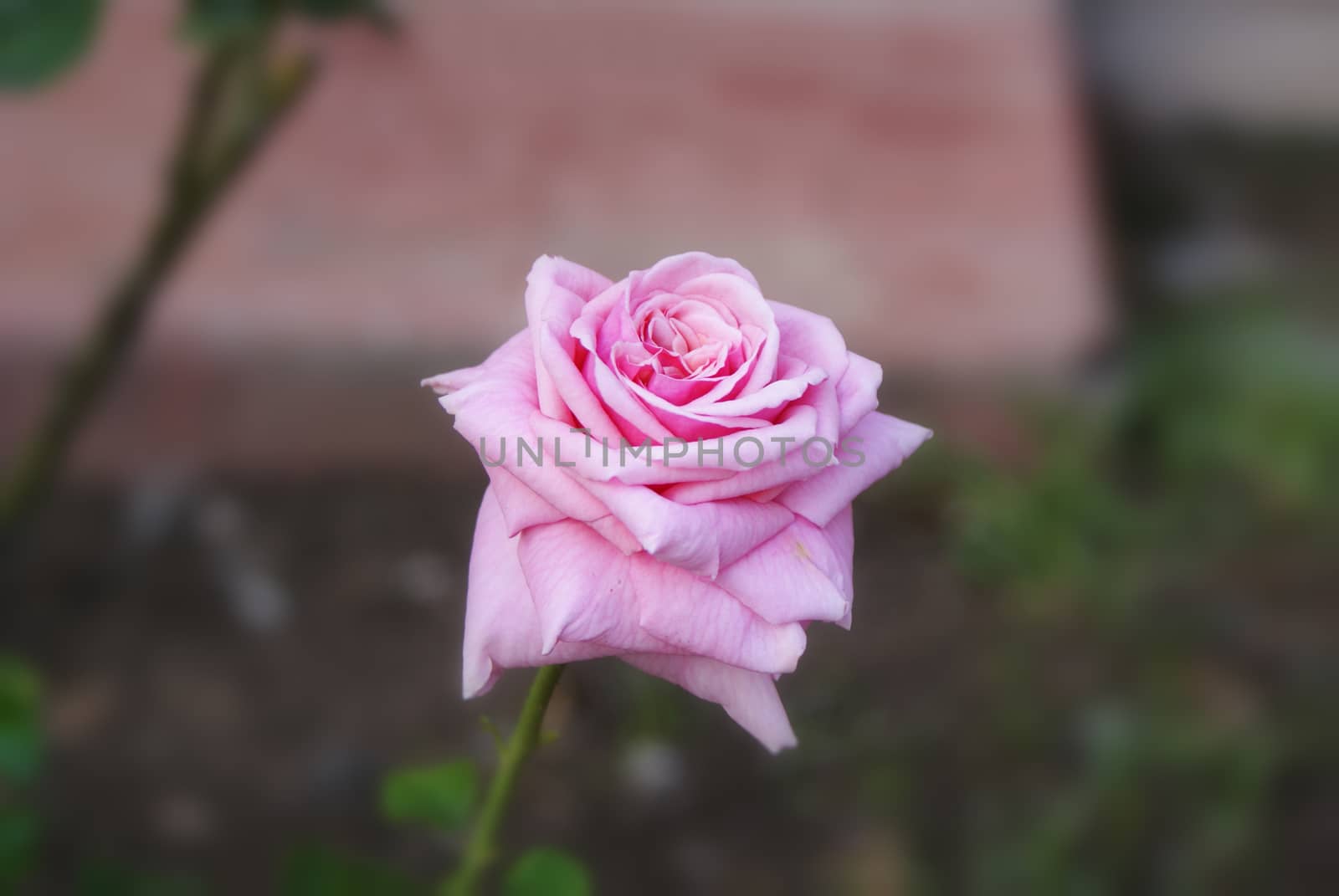 Photograph of a rose flower