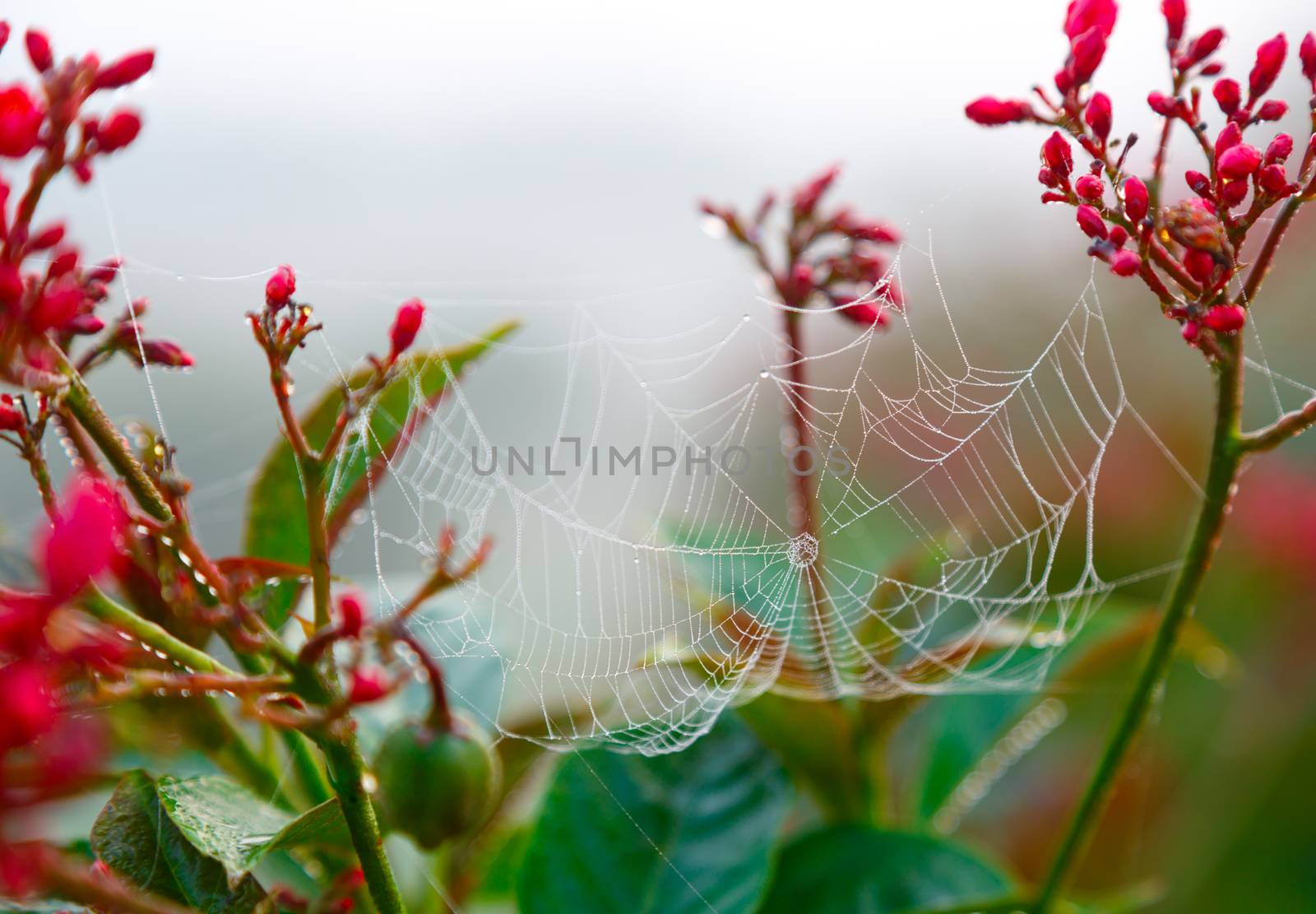 Dew on spider web by ivz