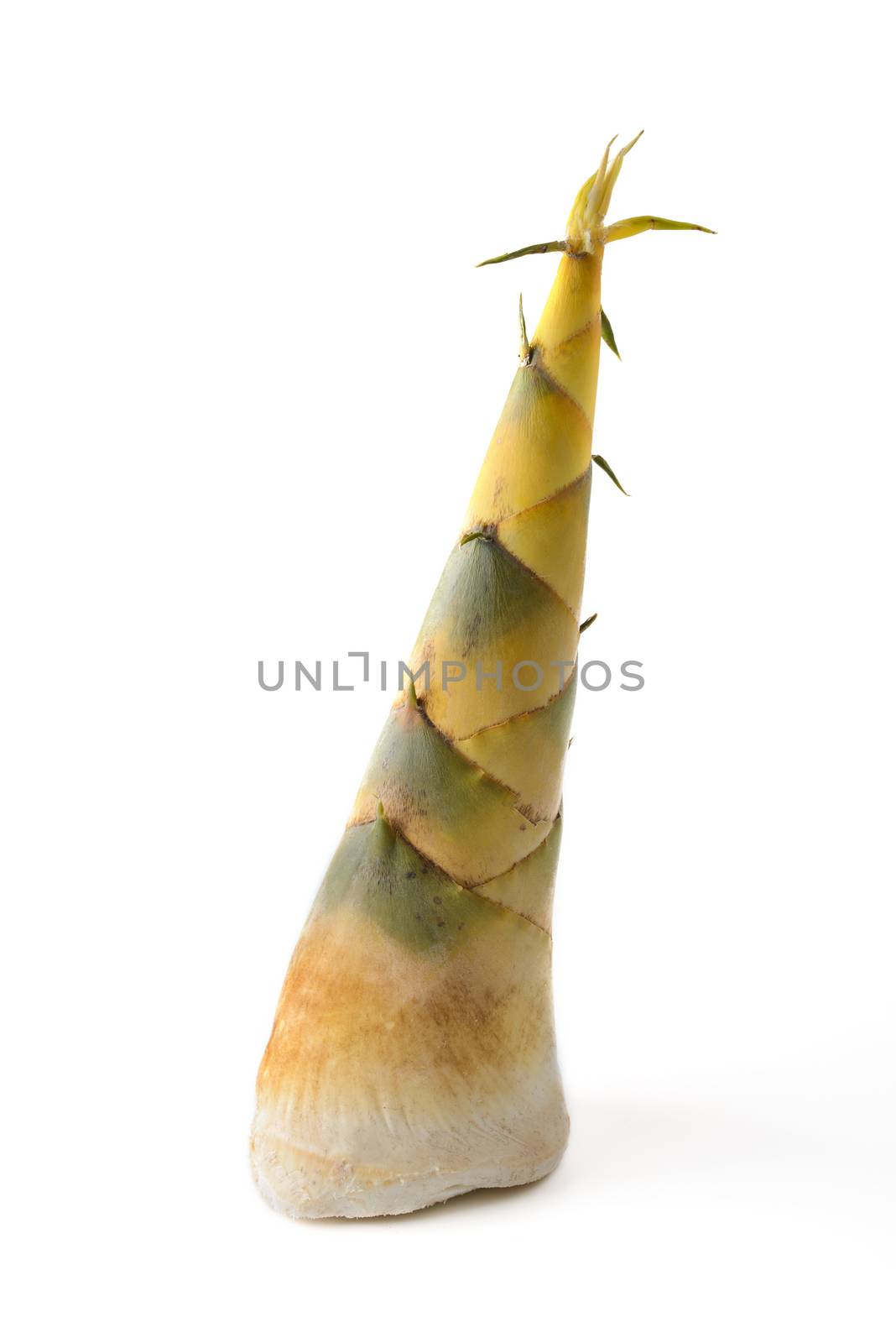 bamboo shoots by antpkr