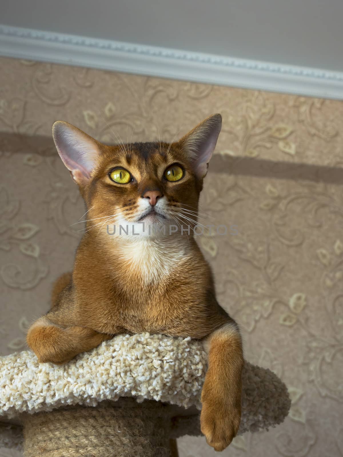 Abyssinian cat by ivz