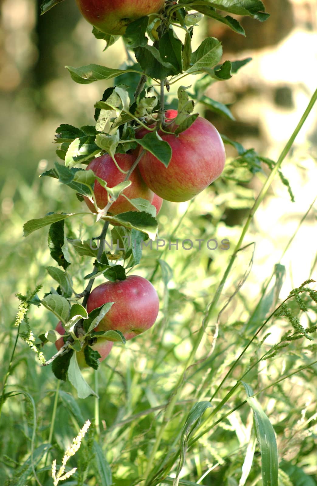                picture of  Apples in orchard       ready for harvesting       