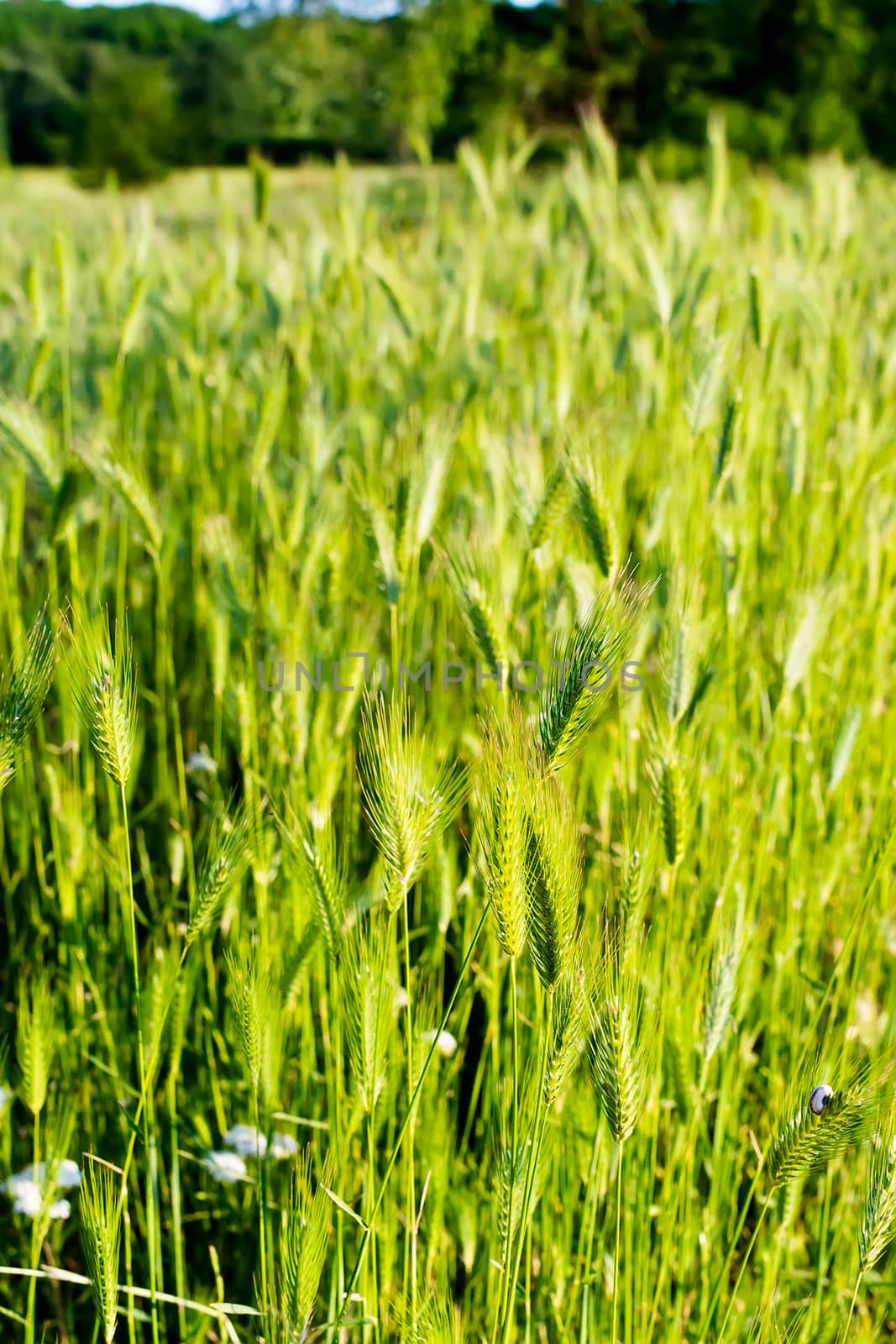 Flowering grass and green plants in June sunshine