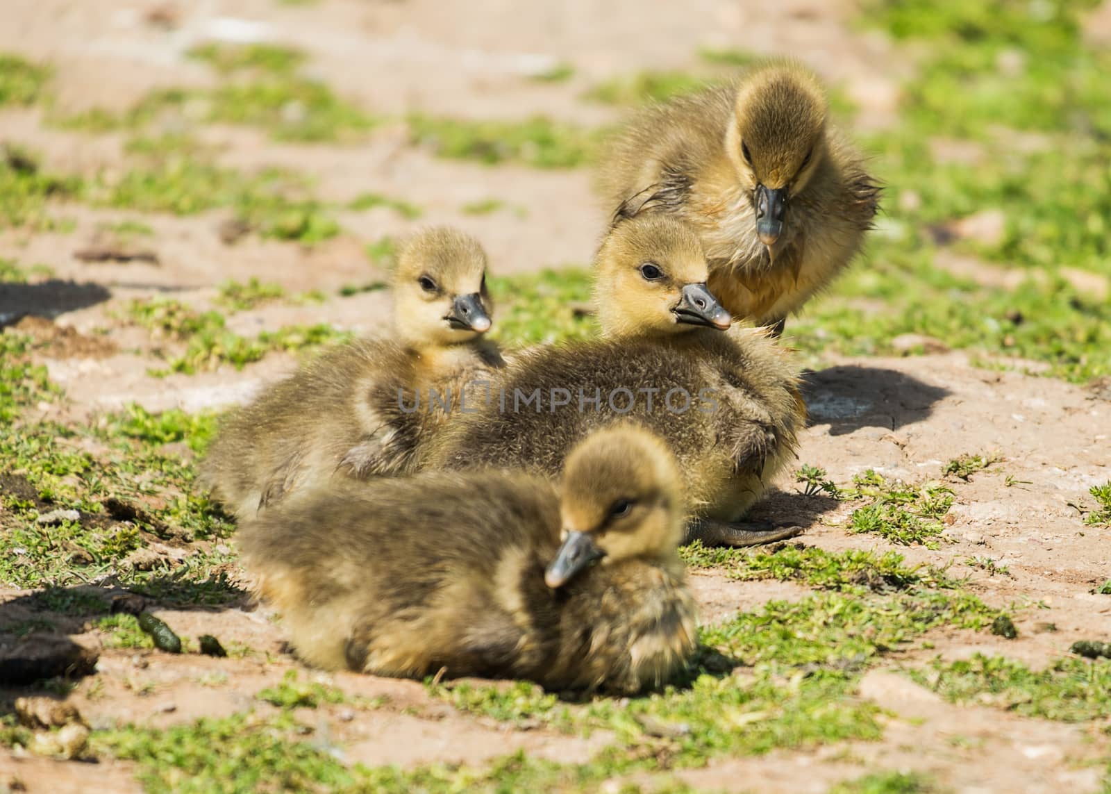 group of young greylag goslings on grass