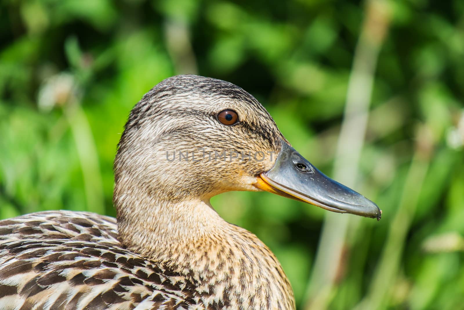 female mallard duck close up of head in profile