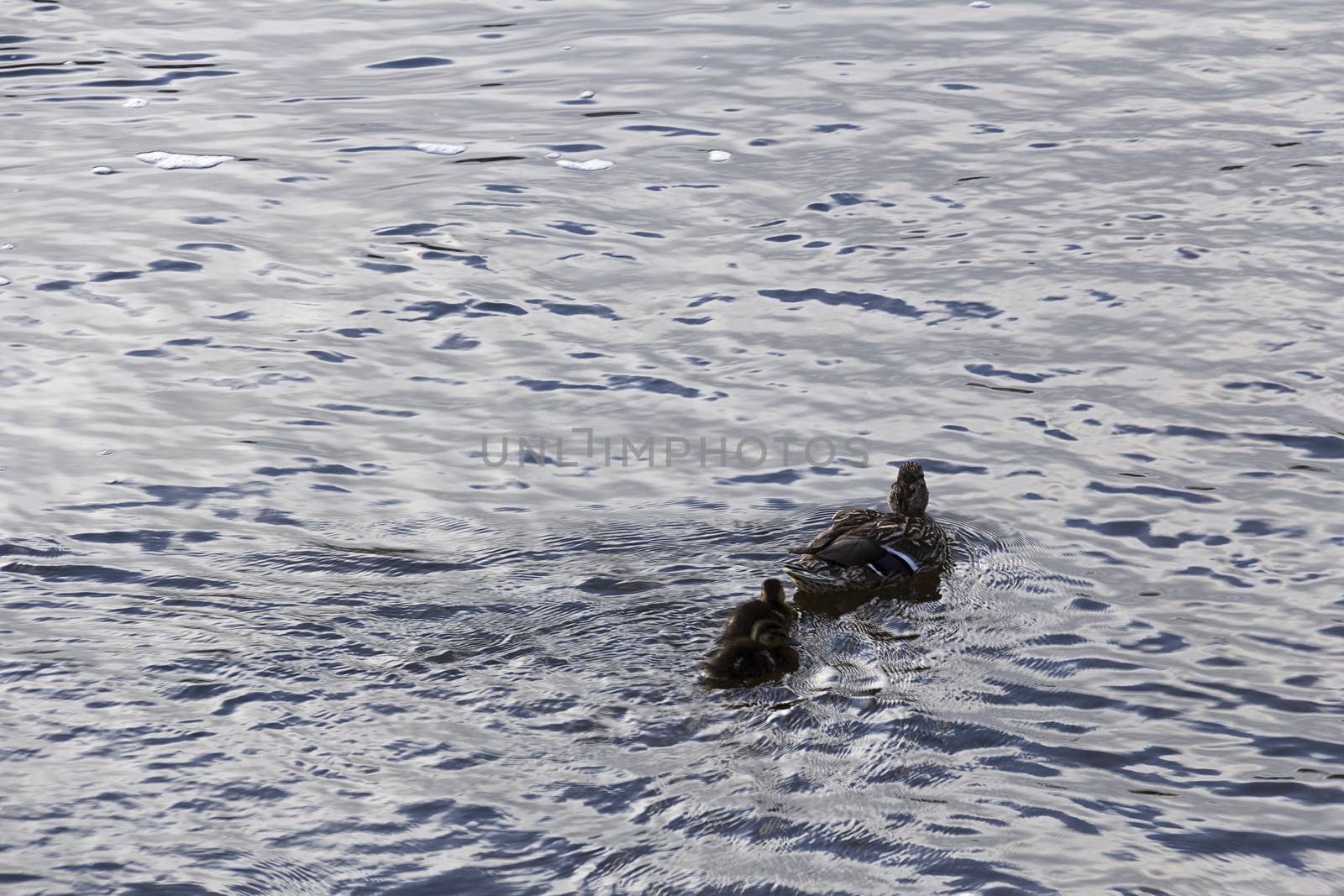 the duck by larrui