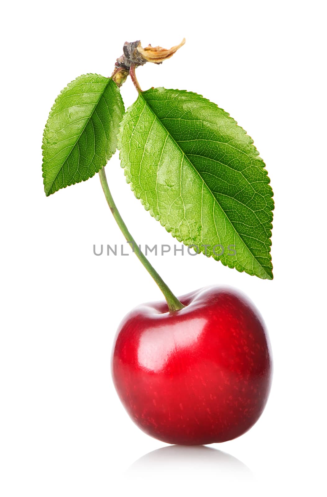 Red cherry with leaves by Givaga