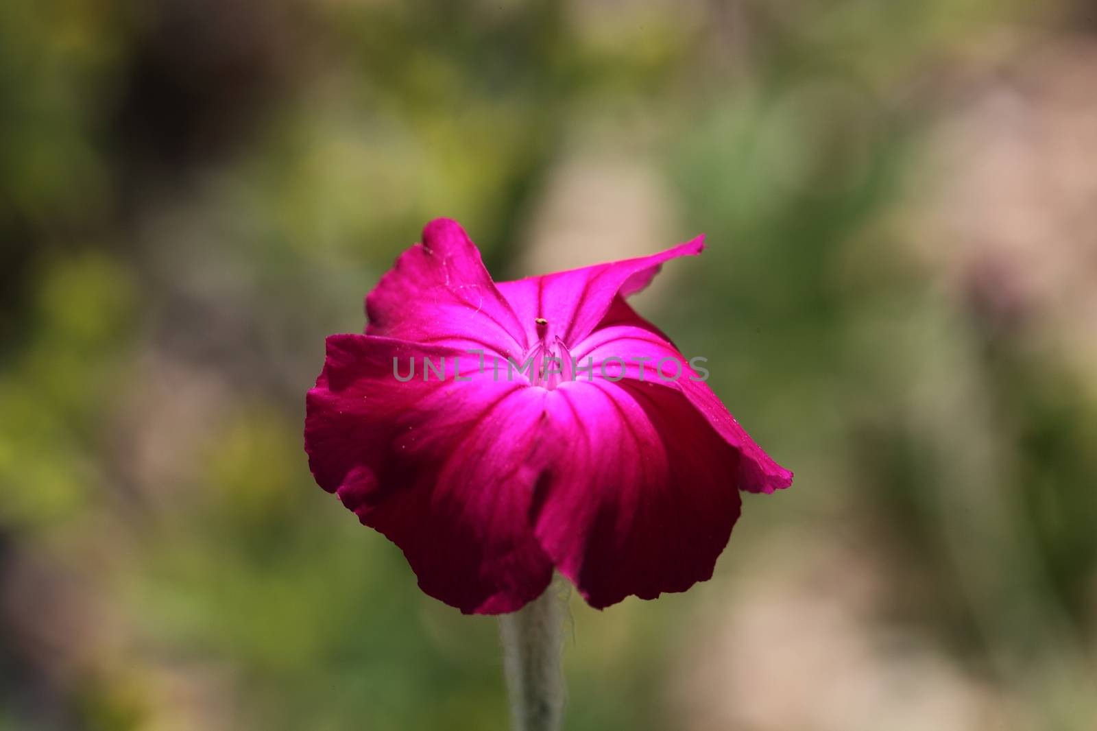 A macro photography of a red pink (Dianthus caryophyllus).