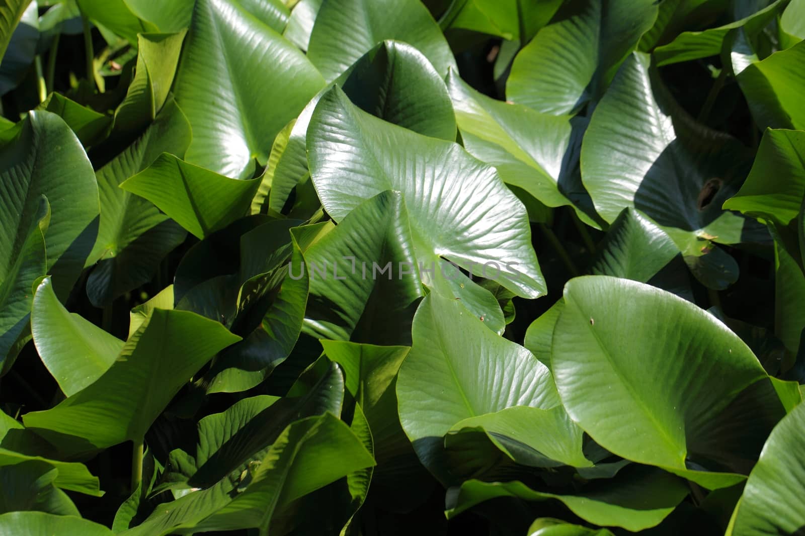 Green leaves in a swamp, as background.