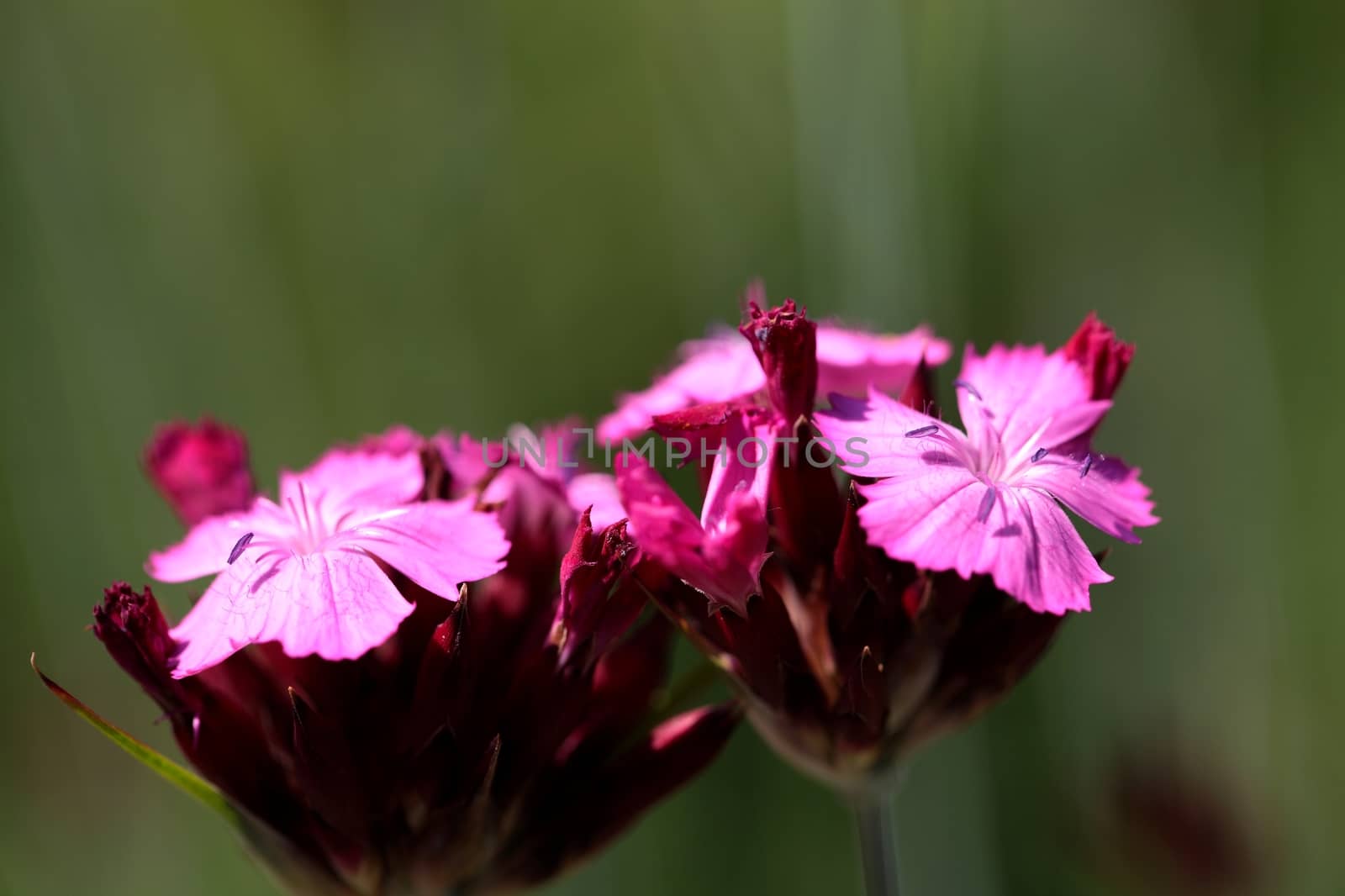 Carthusian Pink (Dianthus carthusianorum) by CWeiss