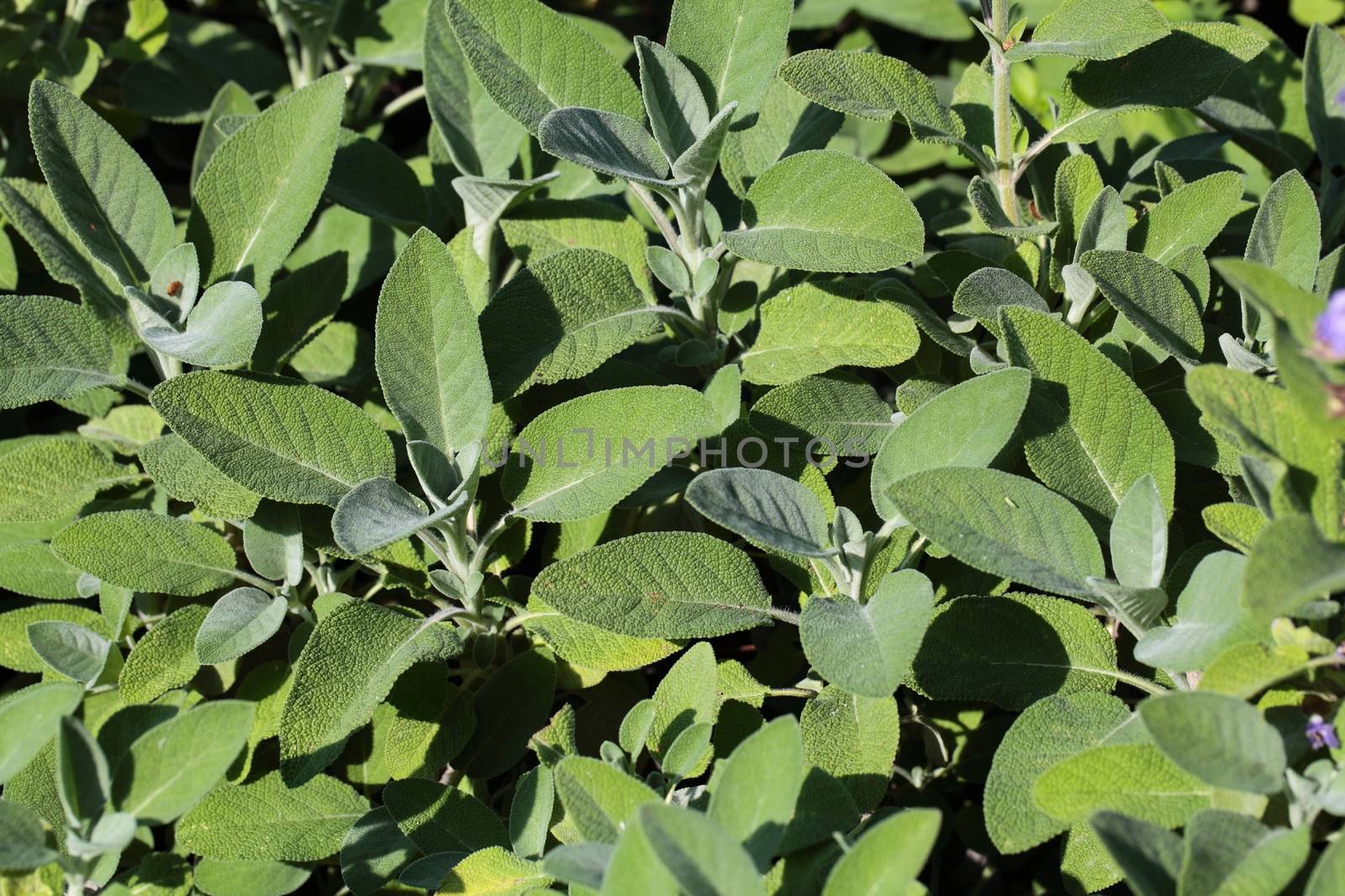 A macro photography of Common Sage (Salvia officinalis).