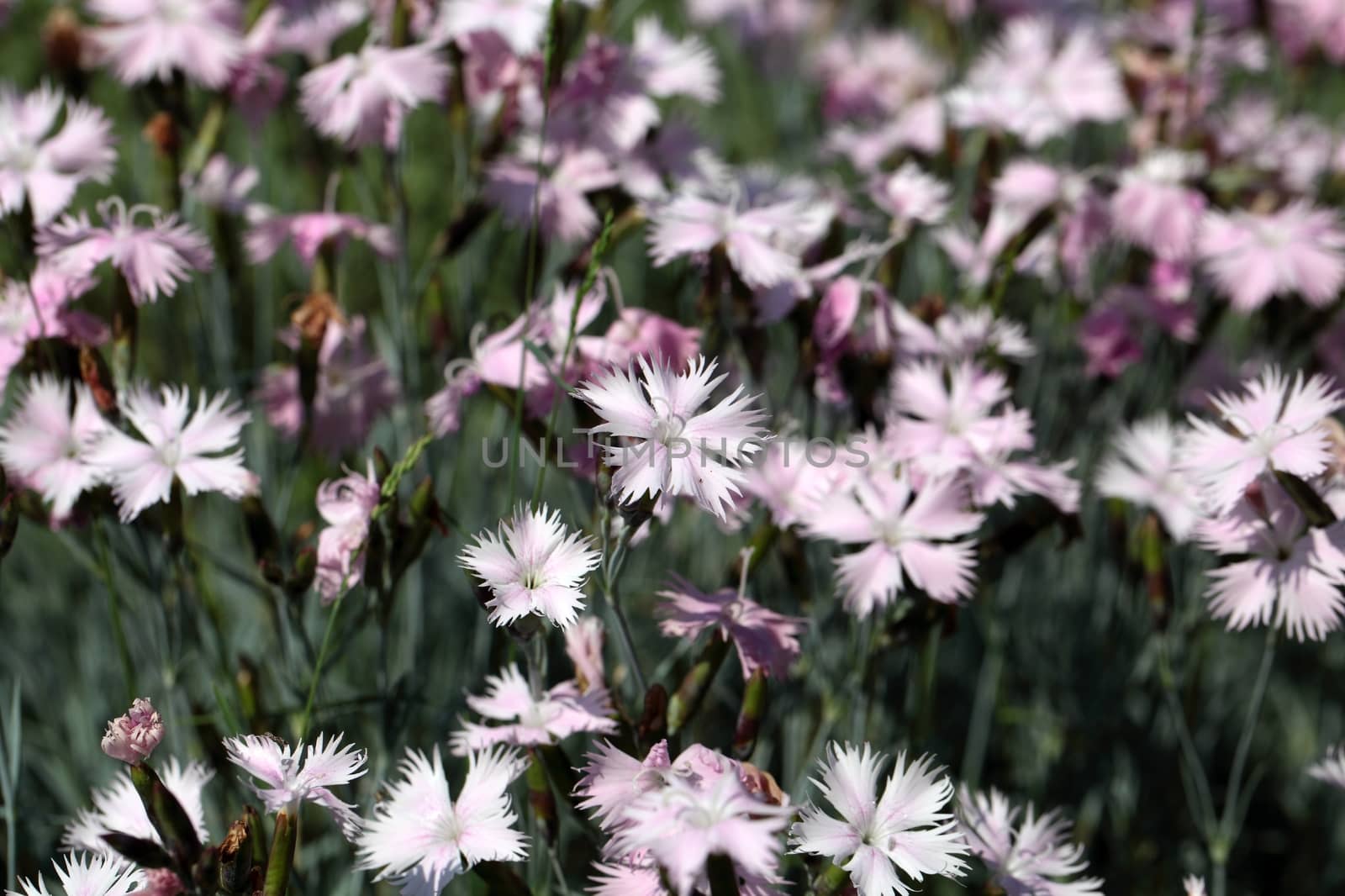 Cheddar pink (Dianthus gratianopolitanus) by CWeiss