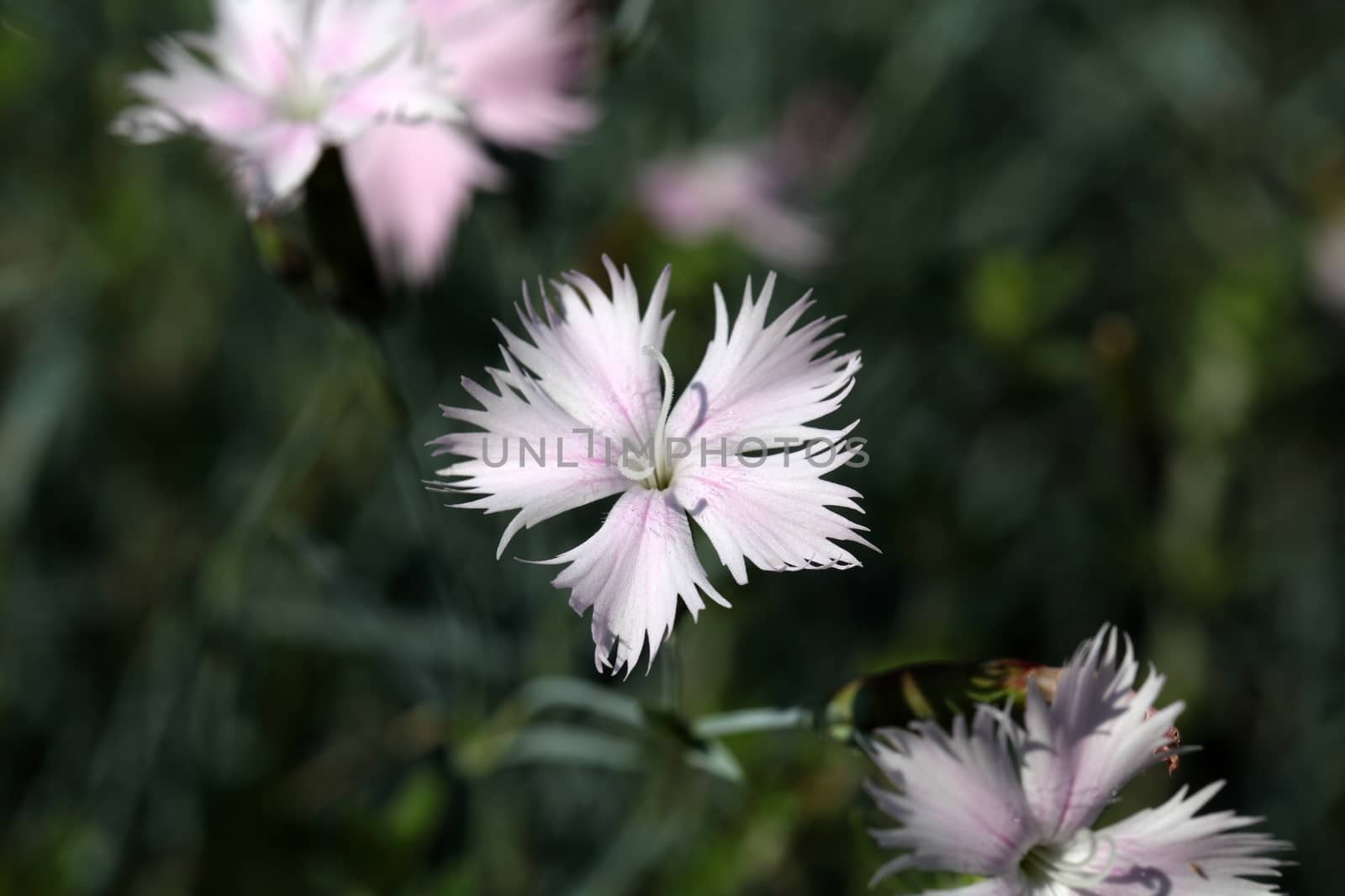 A macro photography of Cheddar pink (Dianthus gratianopolitanus)