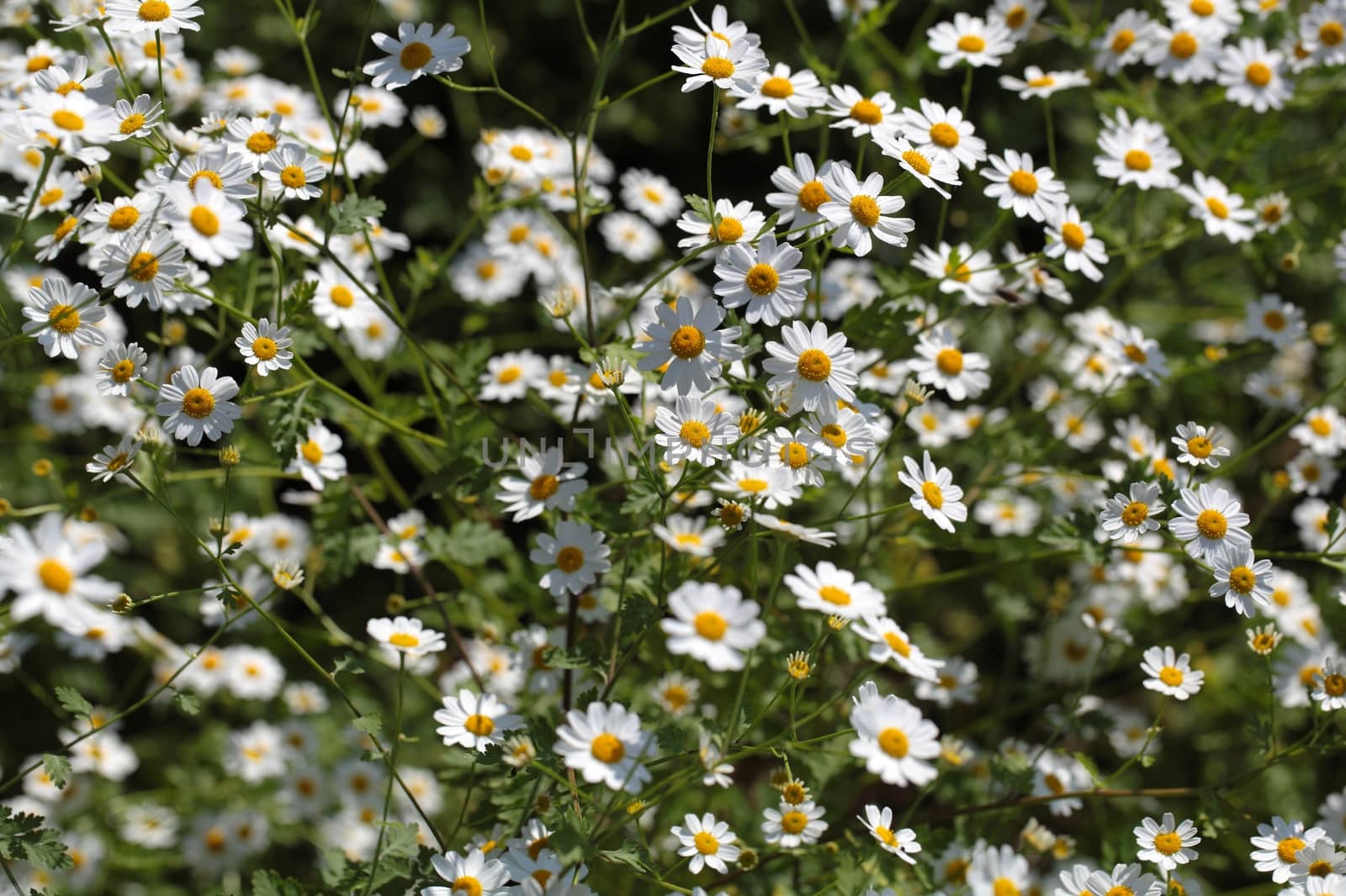 A macro photography of feverfew flowers (Tanacetum parthenium).