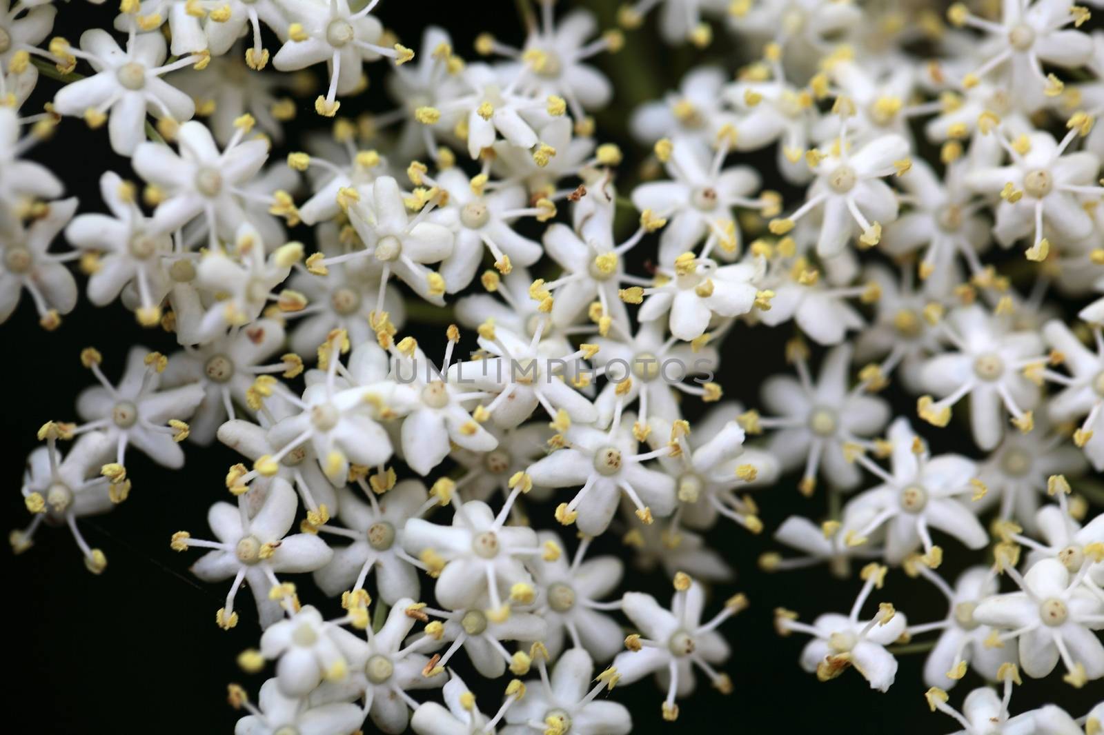 Marco photo of Black Elderberry flowers (Sambucus nigra).