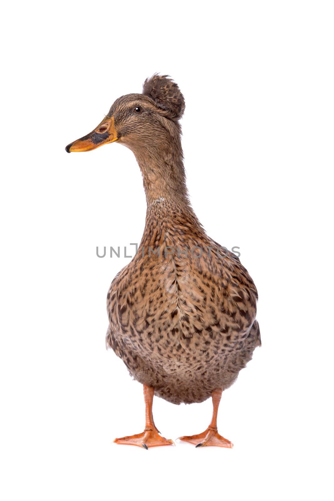 a female Dutch tufted duck by eriklam