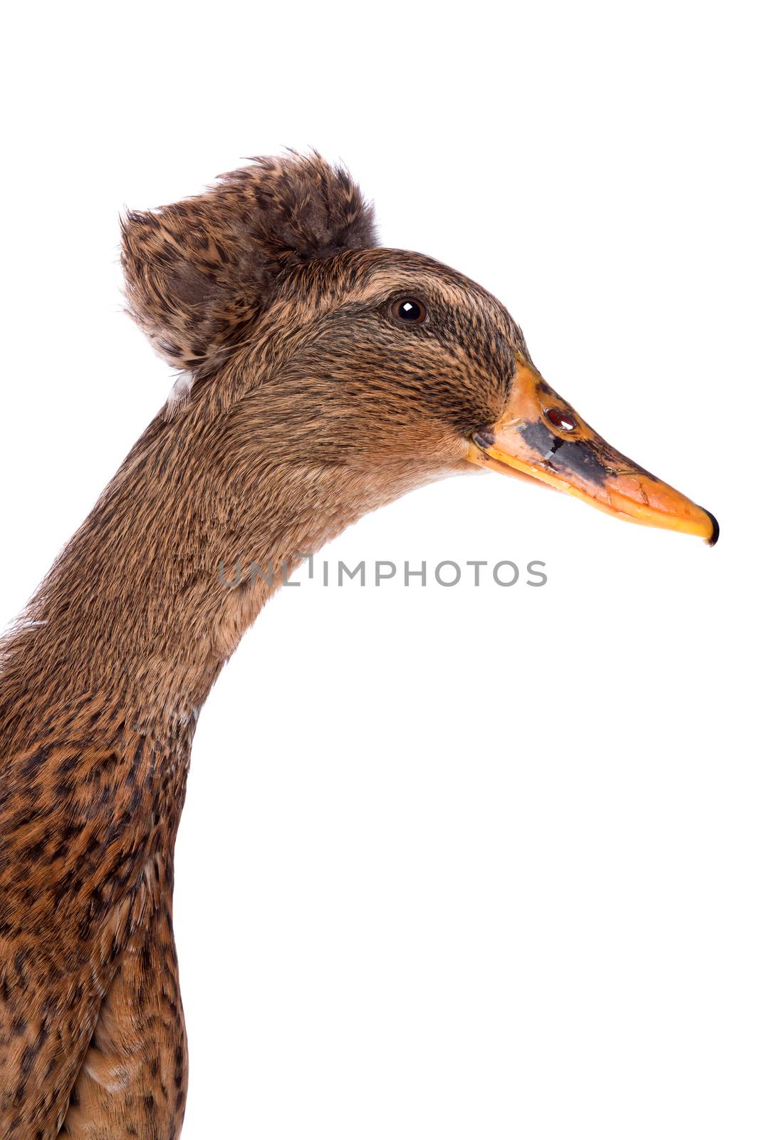 head of a brown tufted duck in front of a white background