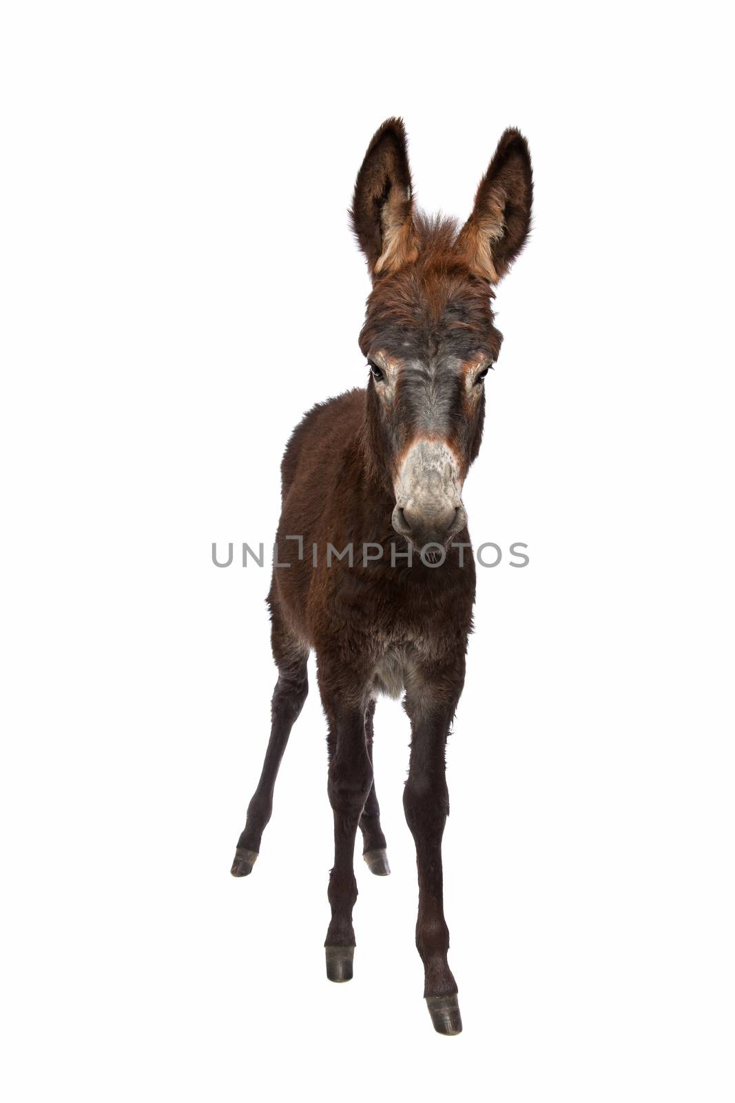 young brown donkey by eriklam