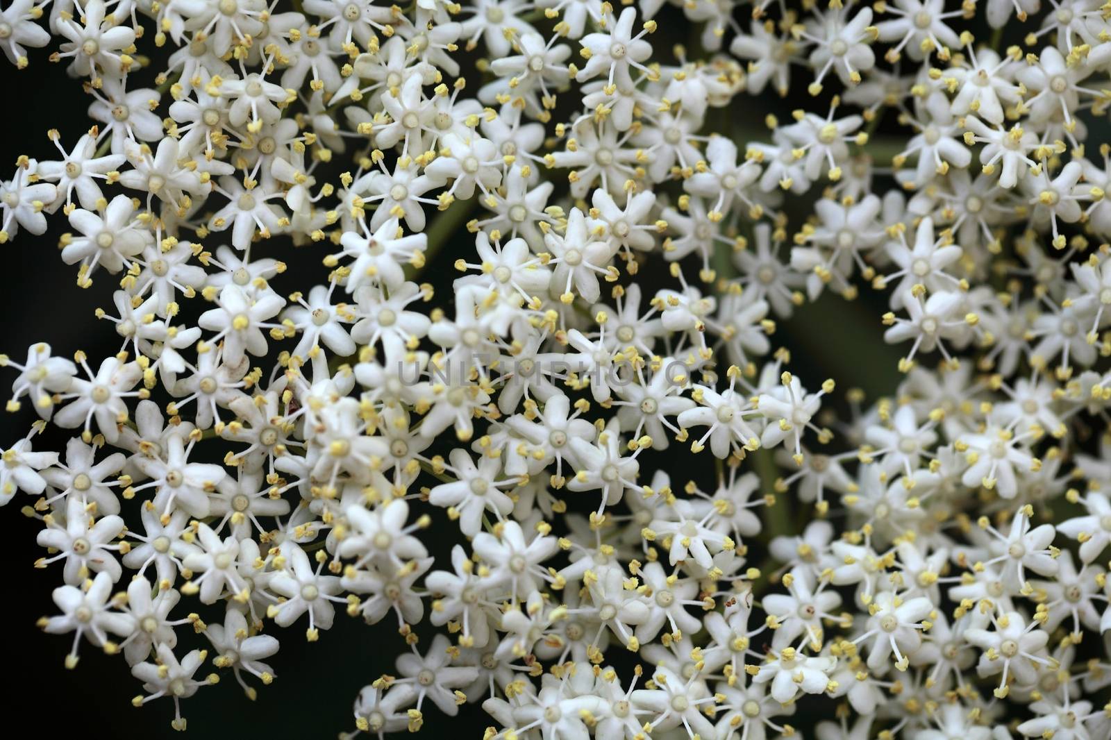 Marco photo of Black Elderberry flowers (Sambucus nigra).