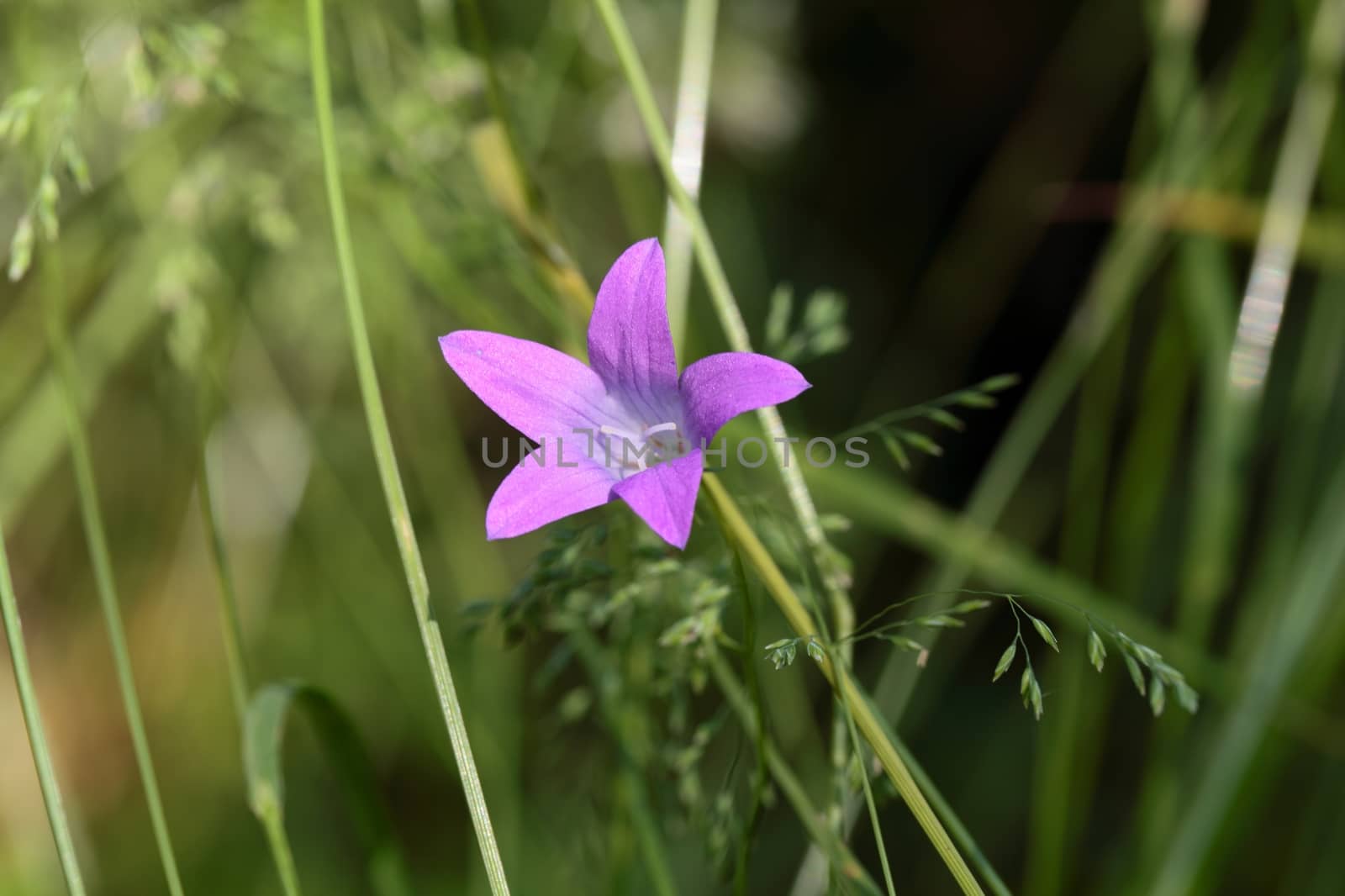 Spreading Bellflower (Campanula patula) in a meadow.