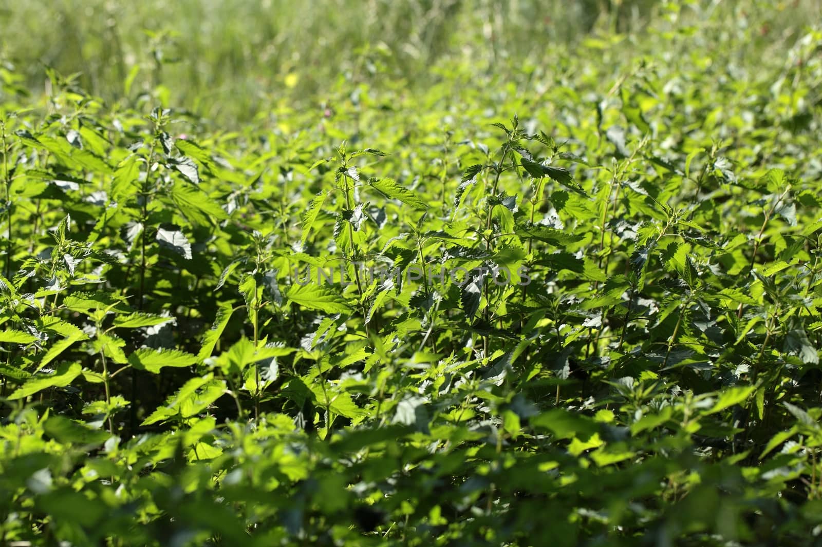 Stinging Nettle (Urtica dioica)