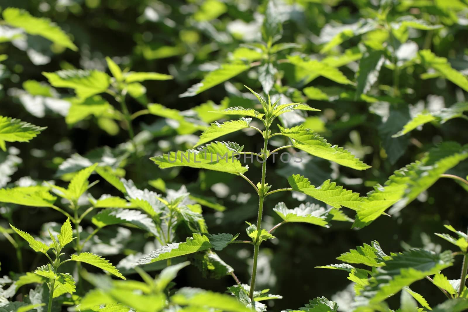 Stinging Nettle (Urtica dioica)