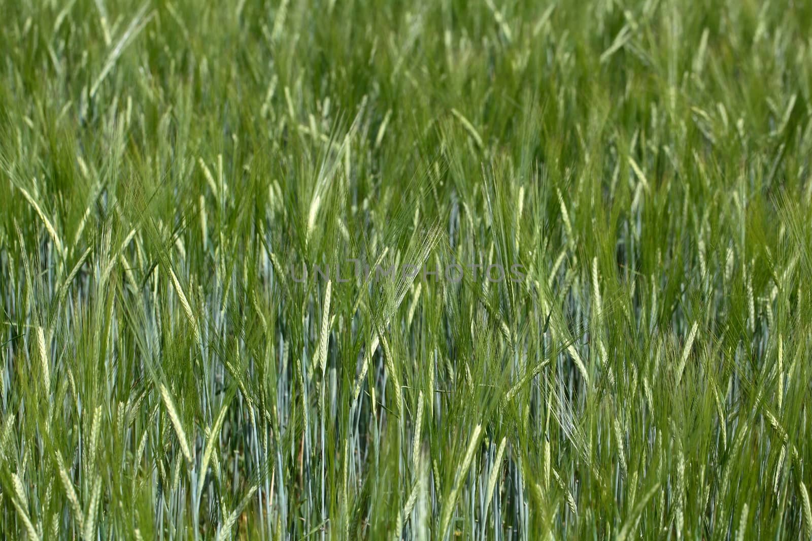 Photo of a green barley field in summer.