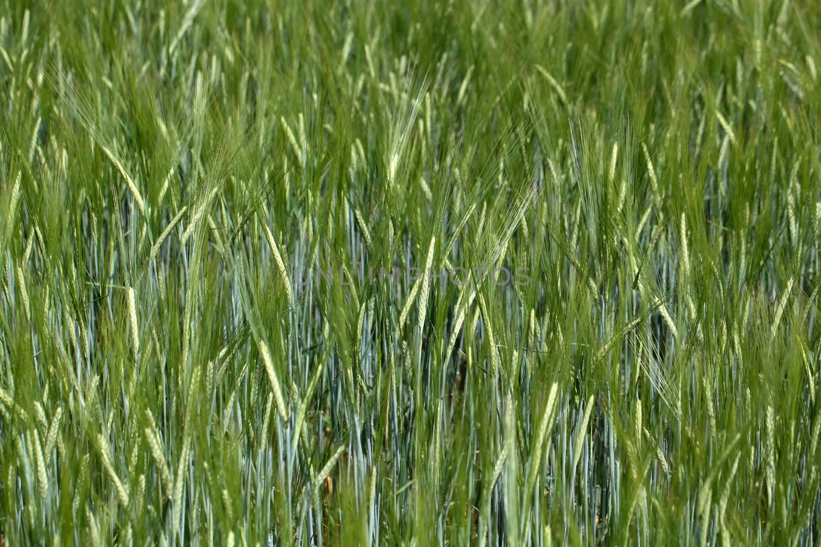 Photo of a green barley field in summer.