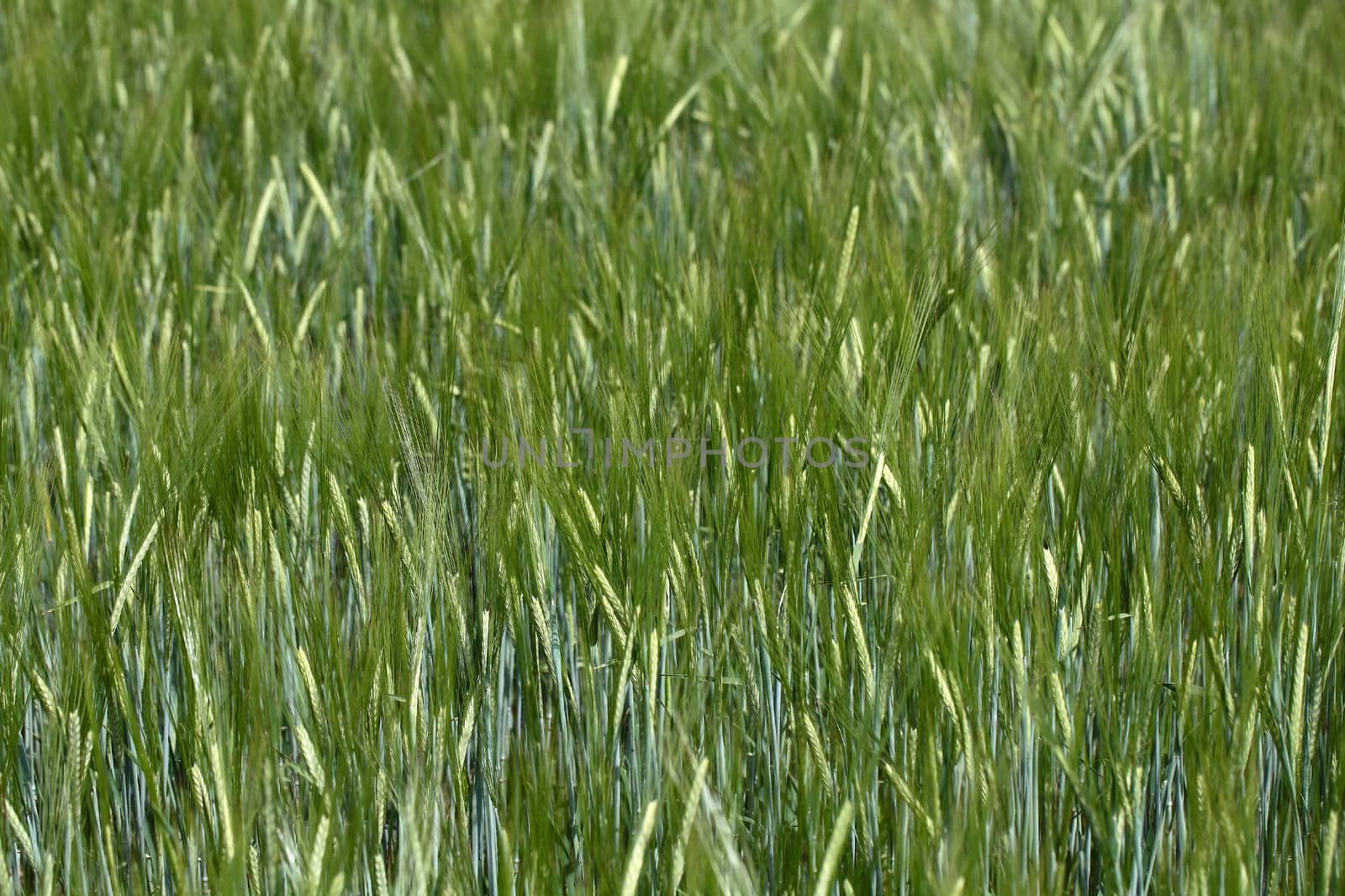 Photo of a green barley field in summer.