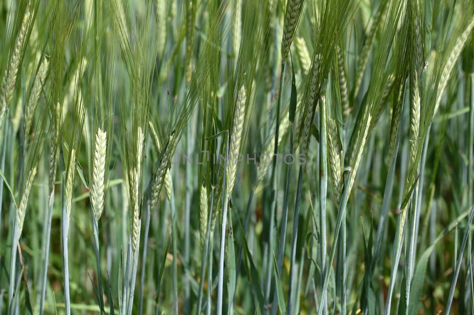 Photo of a green barley field in summer.