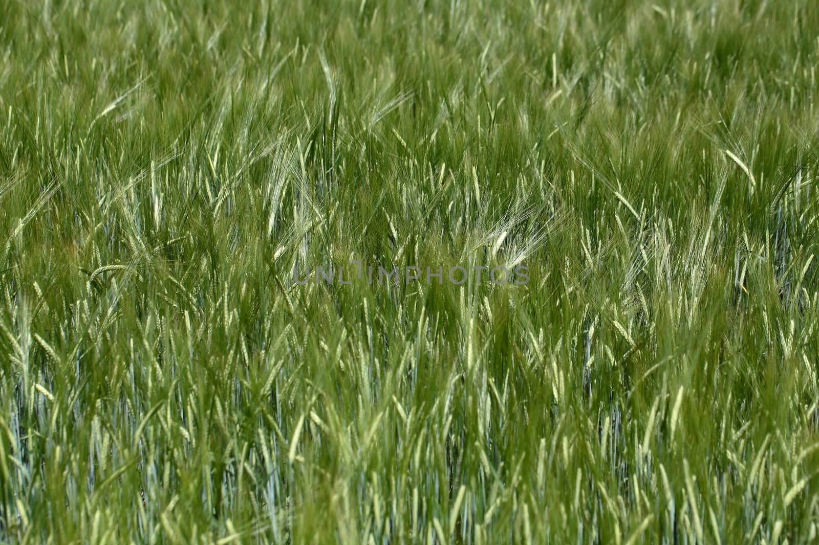 Photo of a green barley field in summer.