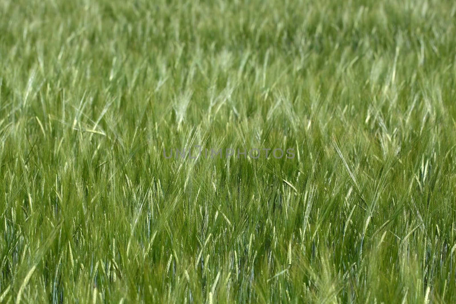 Photo of a green barley field in summer.