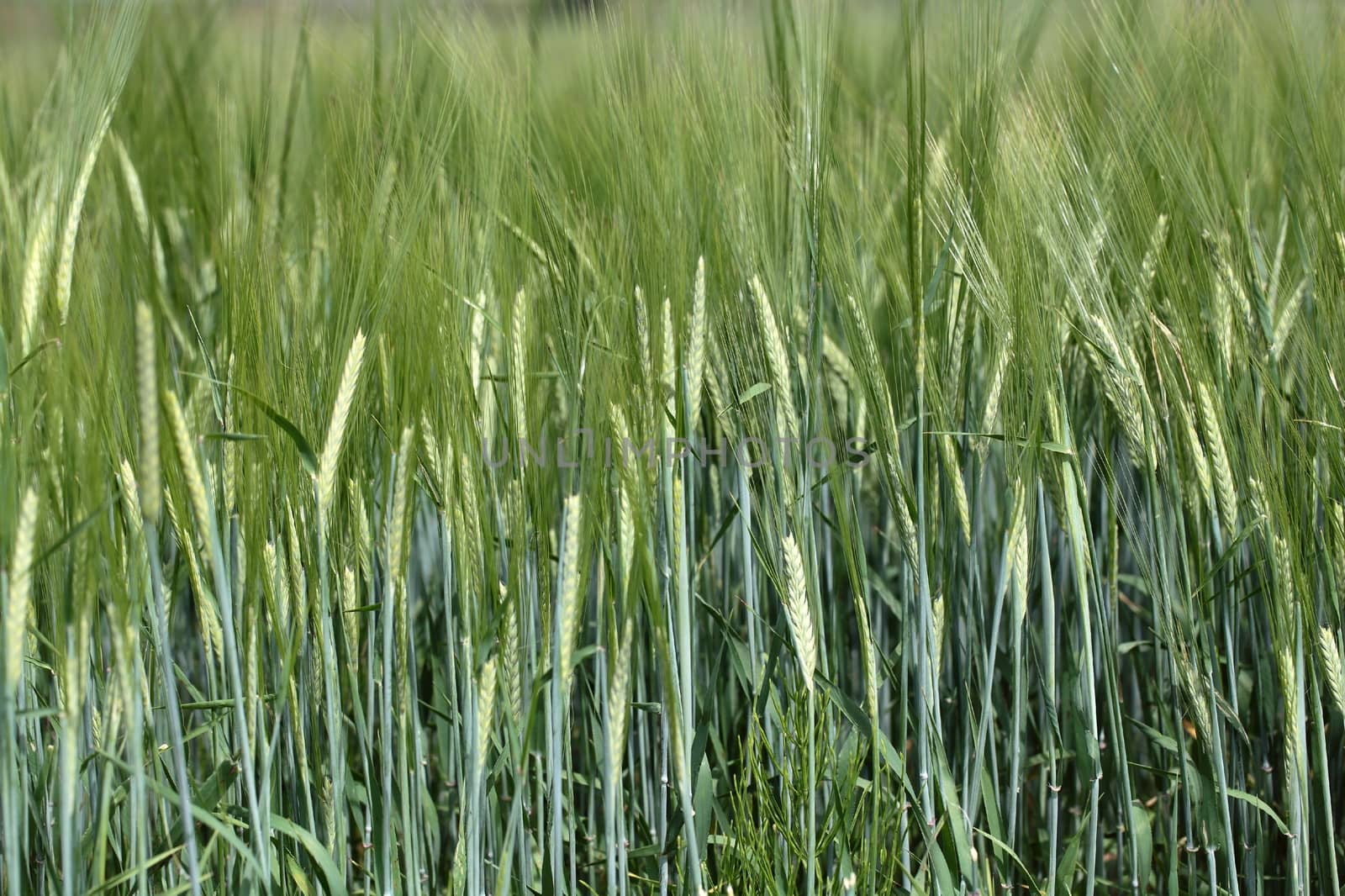 Photo of a green barley field in summer.