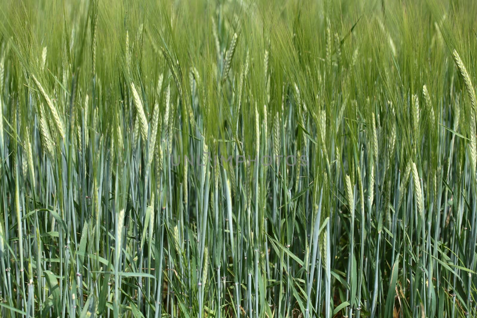 Photo of a green barley field in summer.