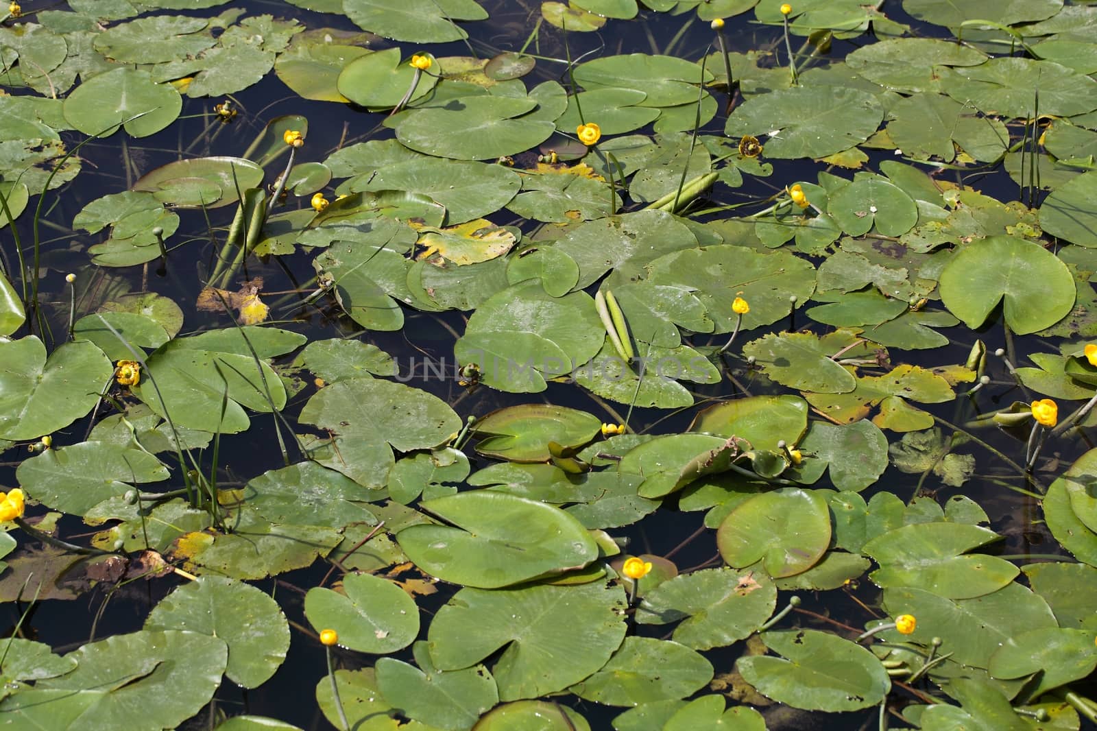 Yellow Water-lilies (Nuphar lutea) in a river.