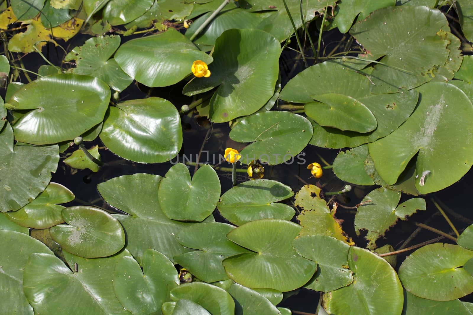 Yellow Water-lilies (Nuphar lutea) in a river.