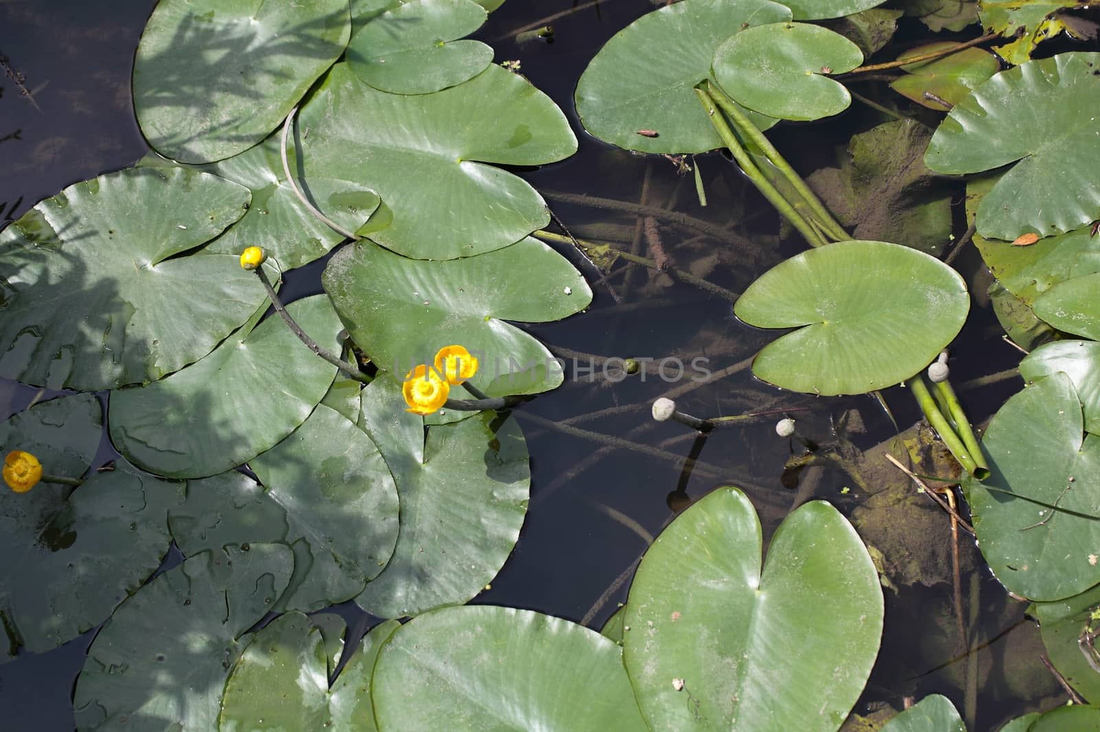 Yellow Water-lilies (Nuphar lutea) in a river.