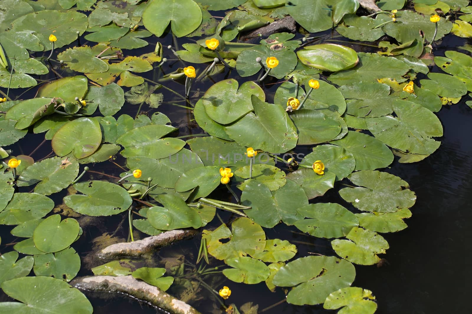 Yellow Water-lilies (Nuphar lutea) in a river.