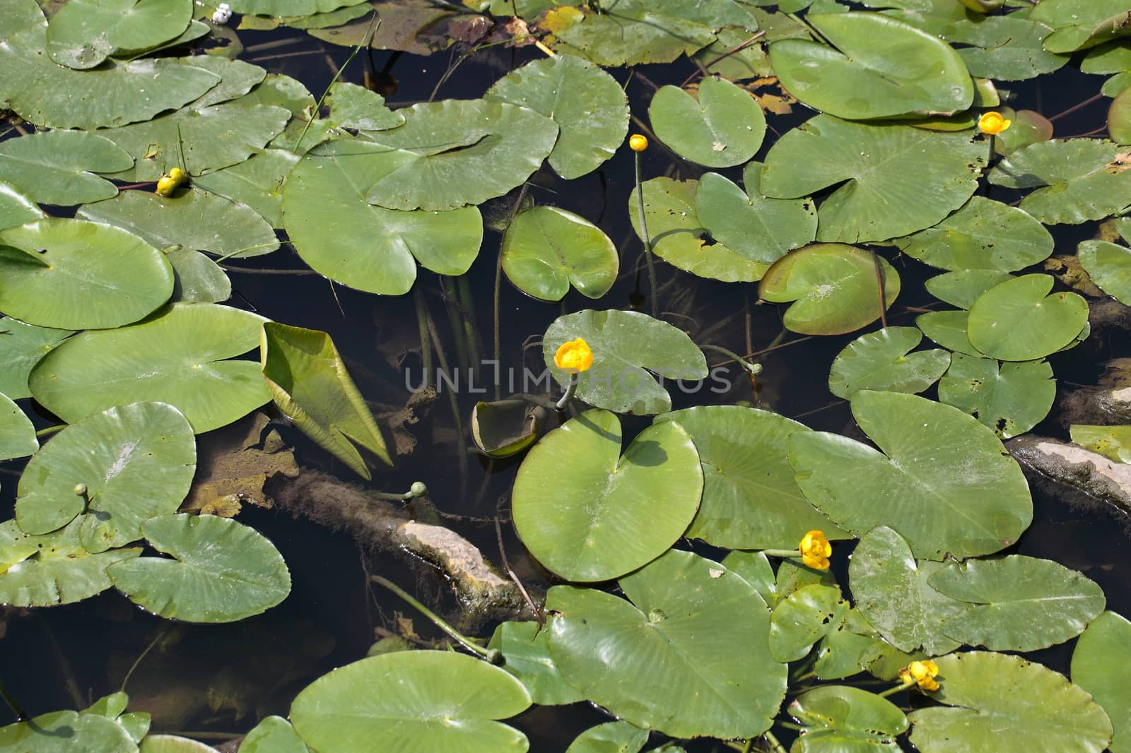 Yellow Water-lilies (Nuphar lutea) in a river.